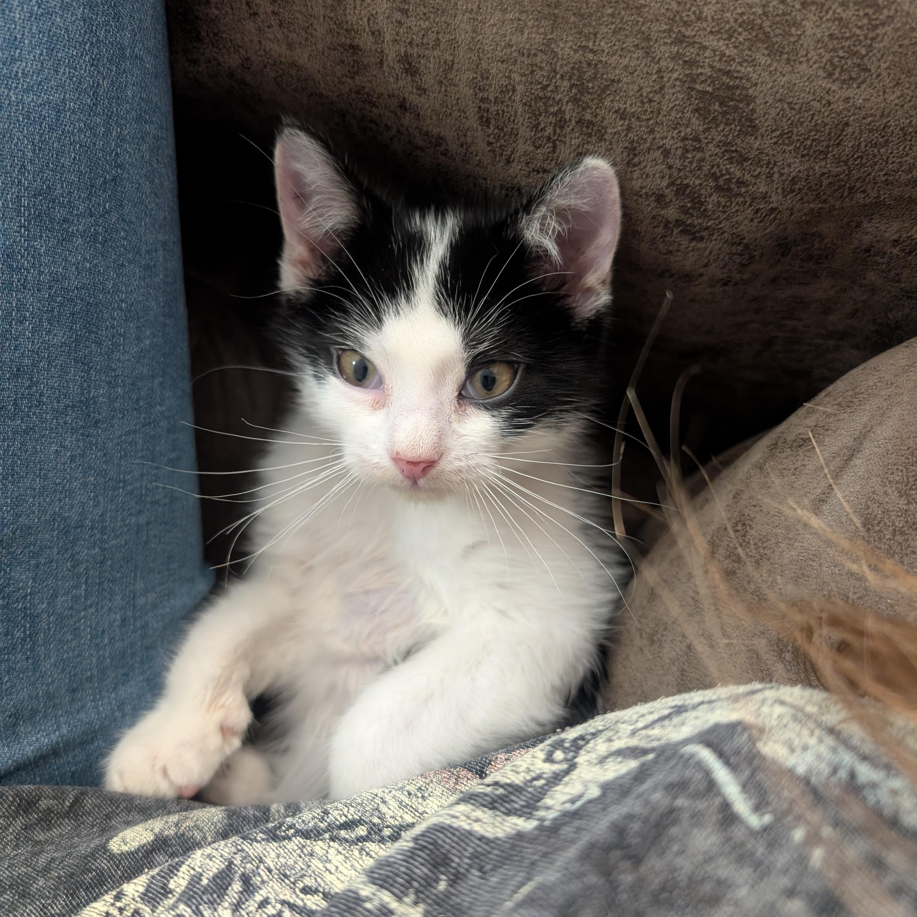 Enlarge Thor, a Adoptable Domestic Short Hair in Ridgway, CO image 2/2