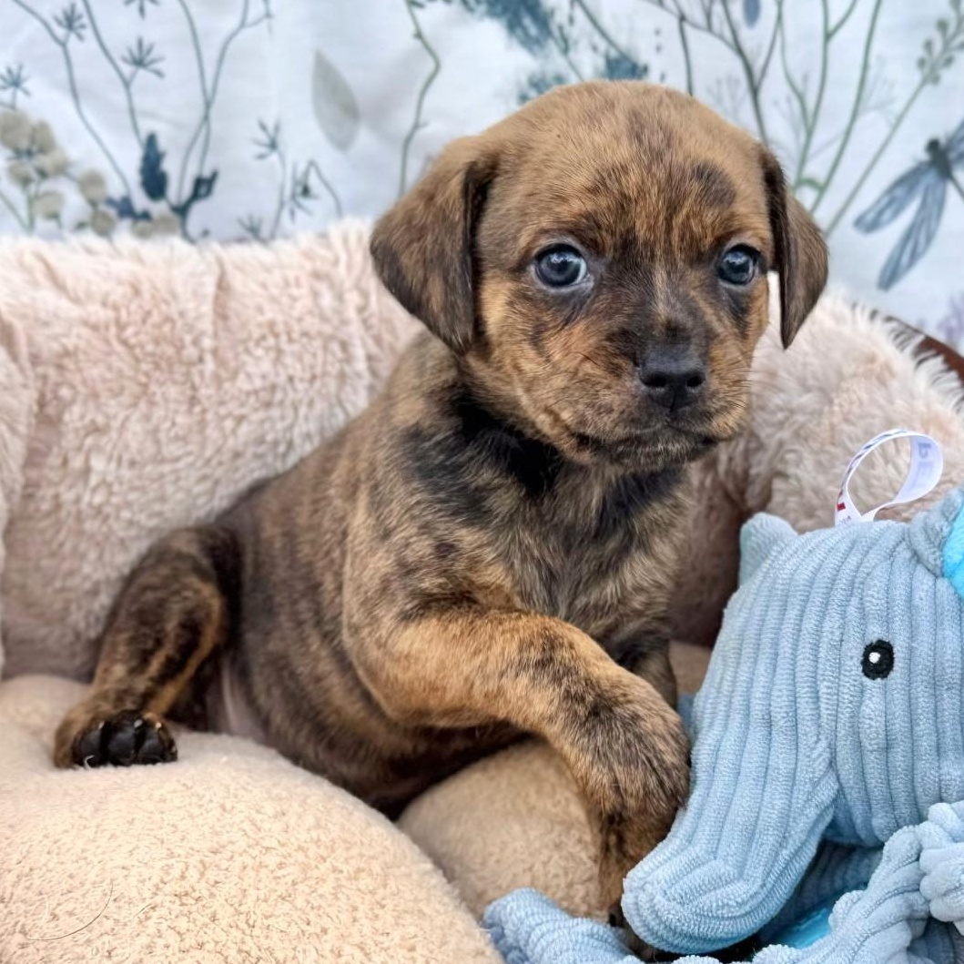 Camo, adopted, Puppy Male Puggle & Pug.