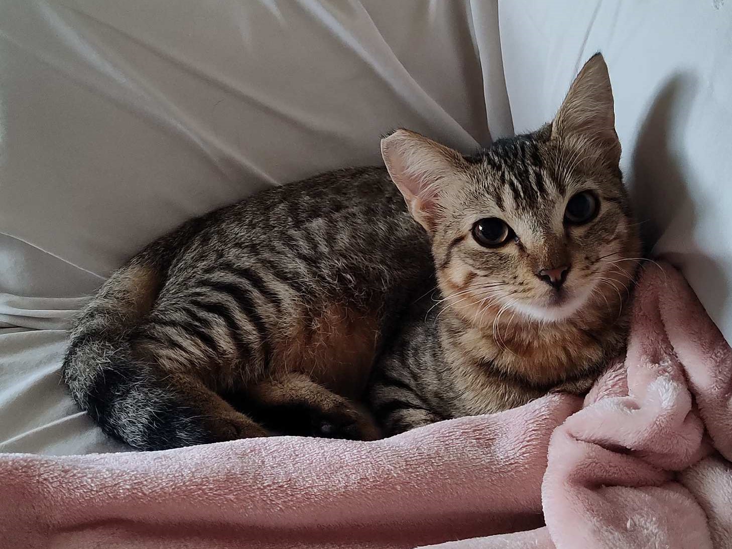 Slater, Young Male Domestic Medium Hair
