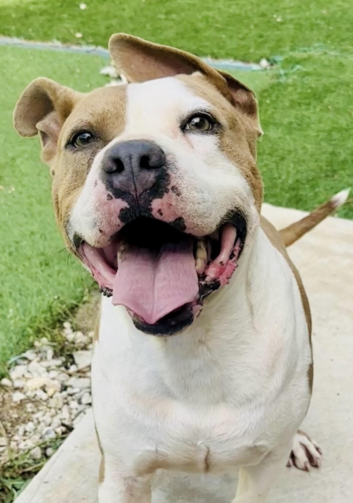 Monty, adopted, Adult Male American Bulldog & Pit Bull Terrier.
