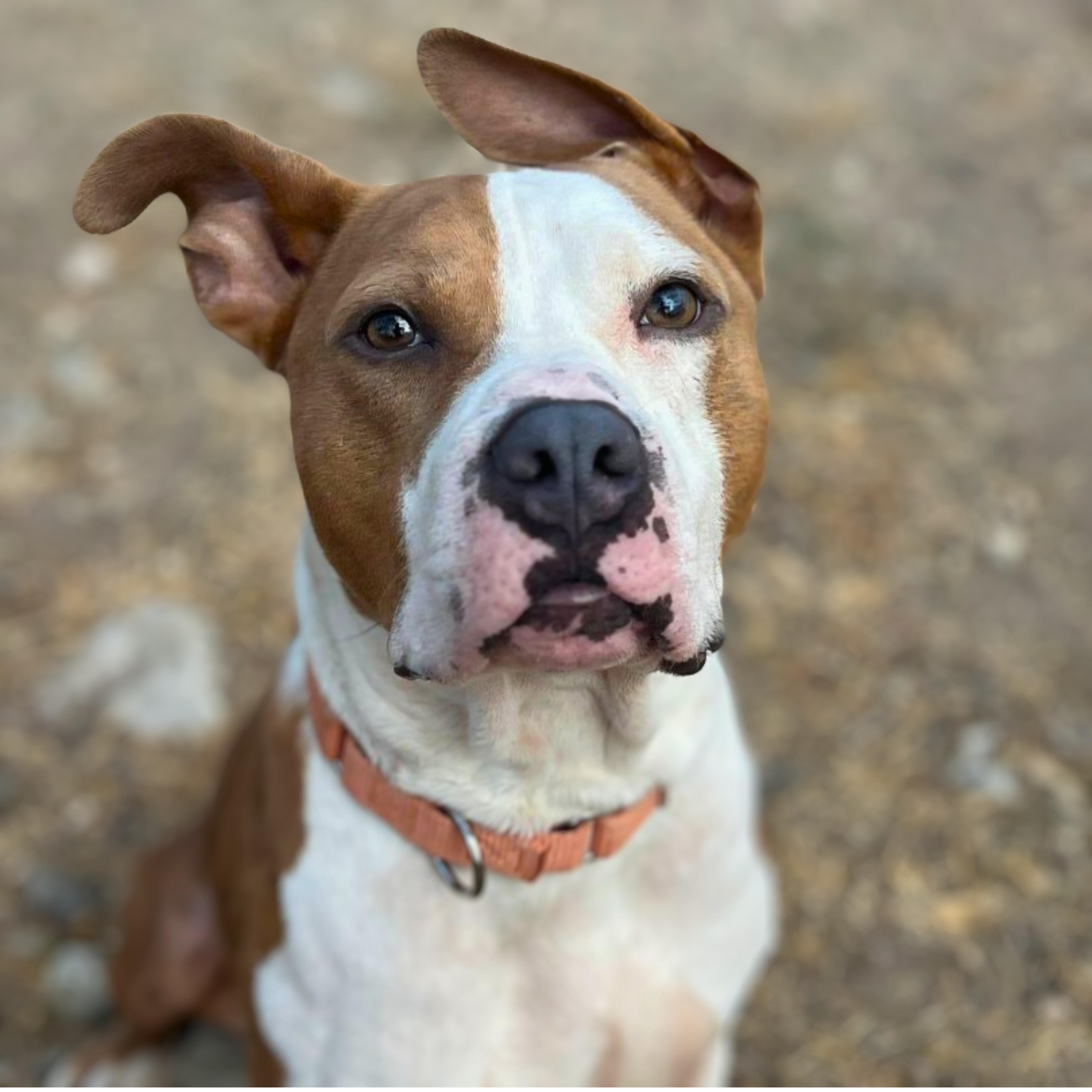 Monty, an adopted mixed breed in Boise, ID image 2/5