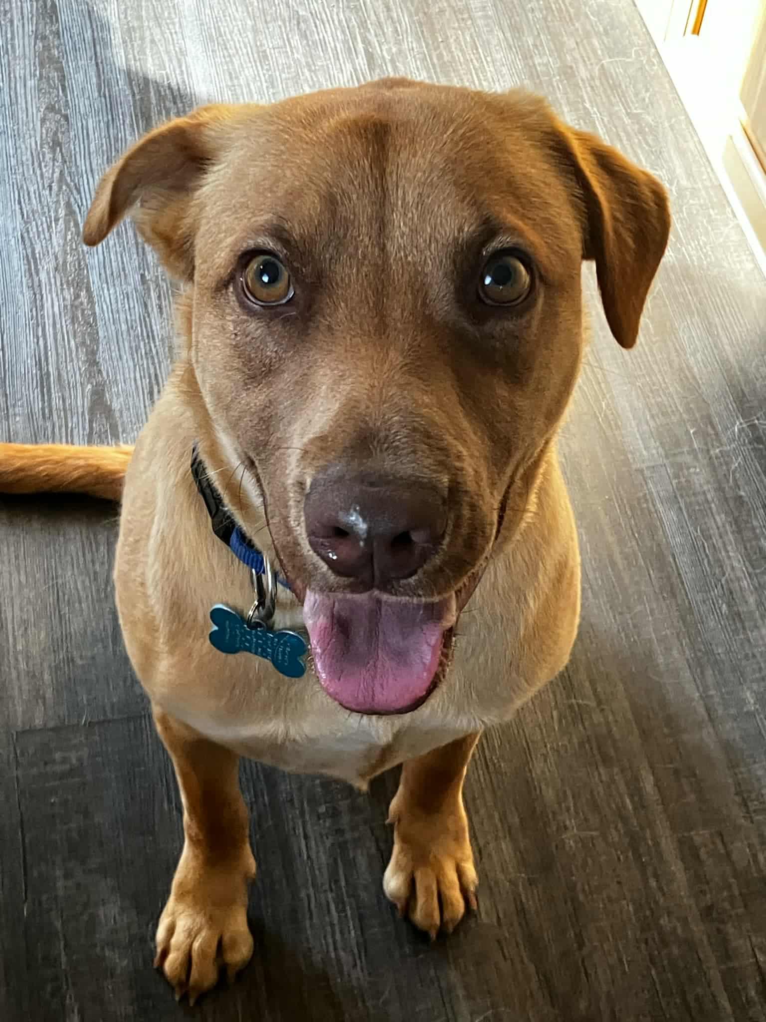 Leon, a Adoptable mixed breed in Woodstock, ON image 1/4