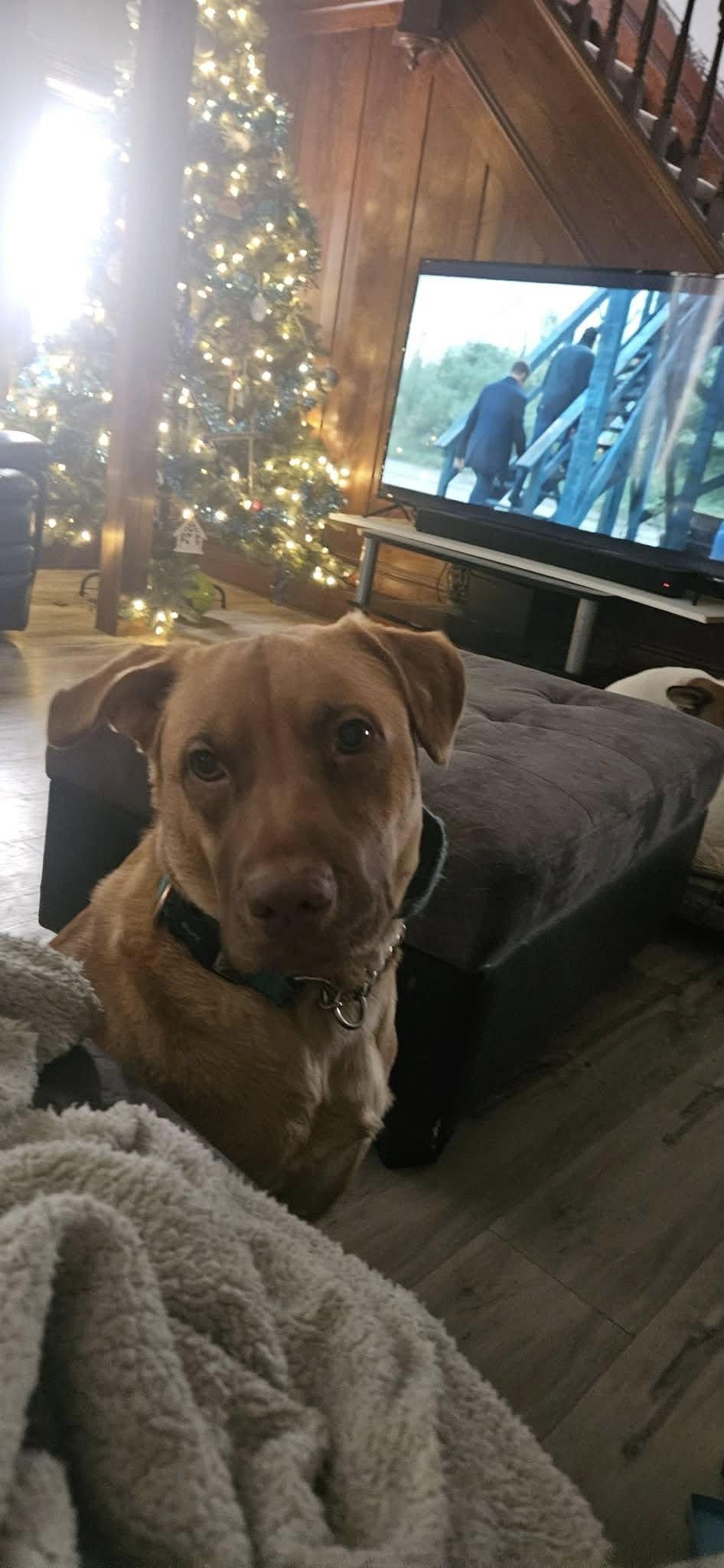 Enlarge Leon, a Adoptable mixed breed in Woodstock, ON image 1/6