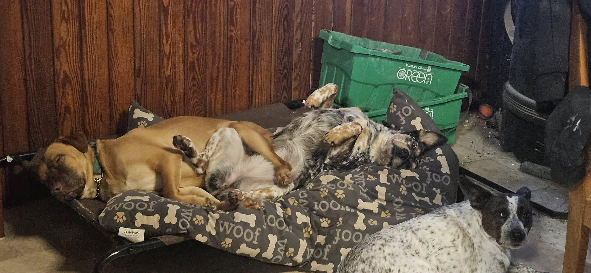 Enlarge Leon, a Adoptable mixed breed in Woodstock, ON image 6/6