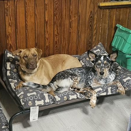 Enlarge Leon, a Adoptable mixed breed in Woodstock, ON image 3/6