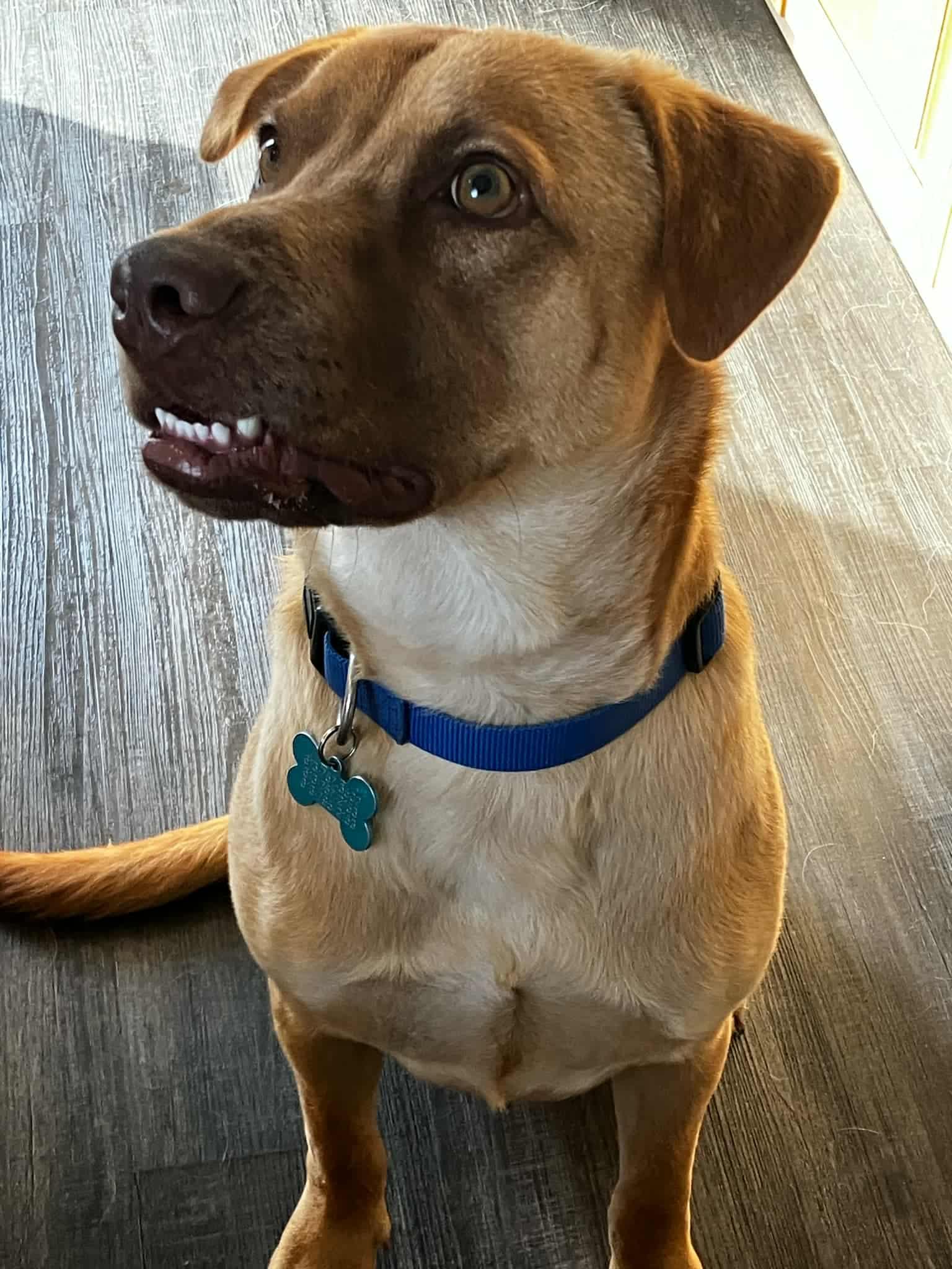 Leon, a Adoptable mixed breed in Woodstock, ON image 2/4