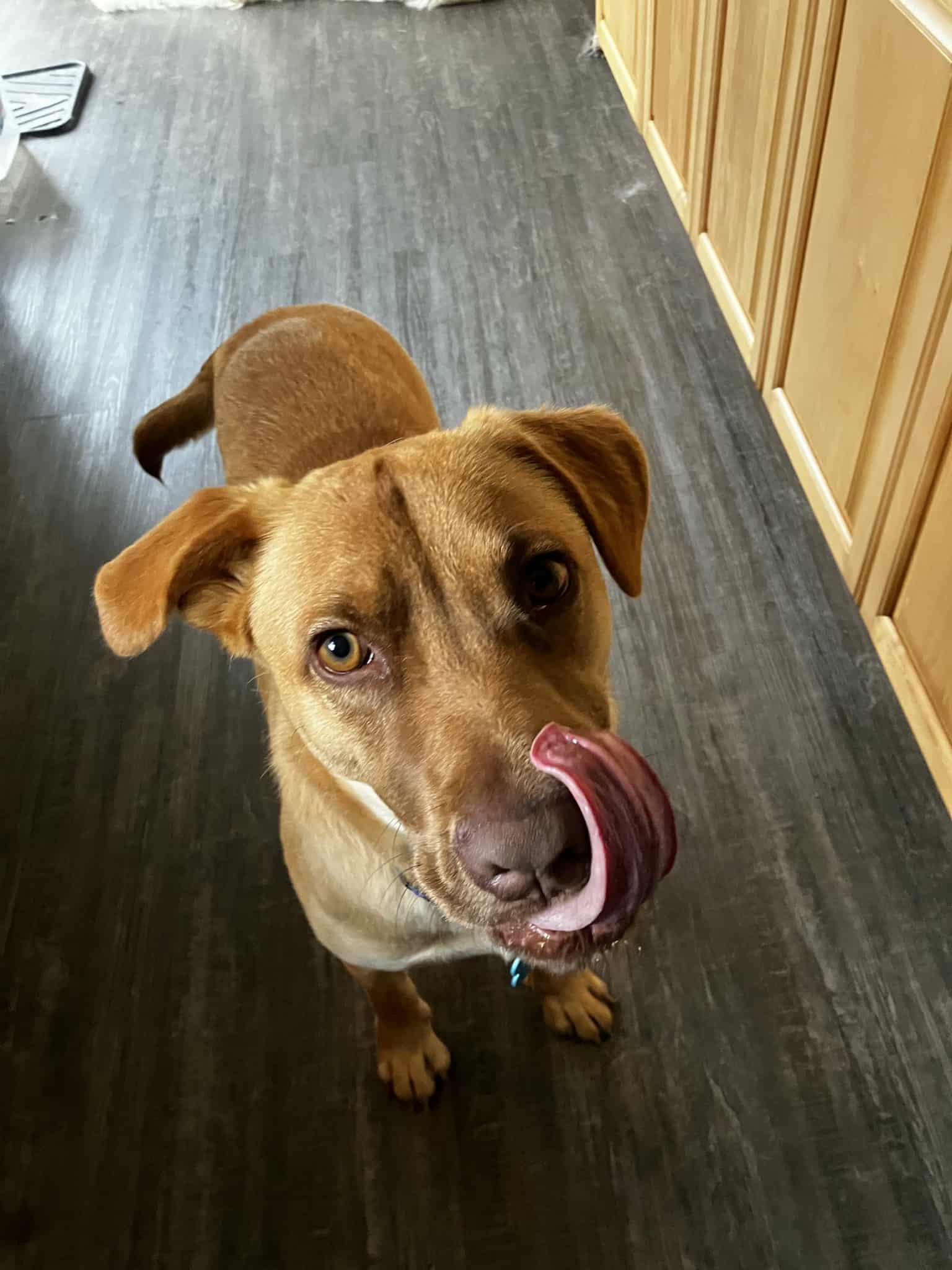 Leon, a Adoptable mixed breed in Woodstock, ON image 3/4