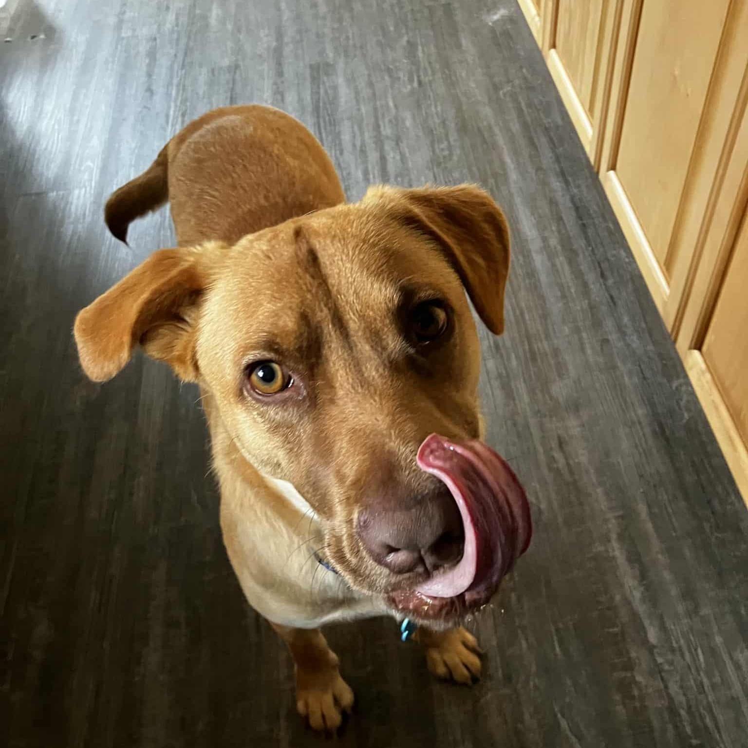 Leon, an adopted mixed breed in Woodstock, ON image 1/6