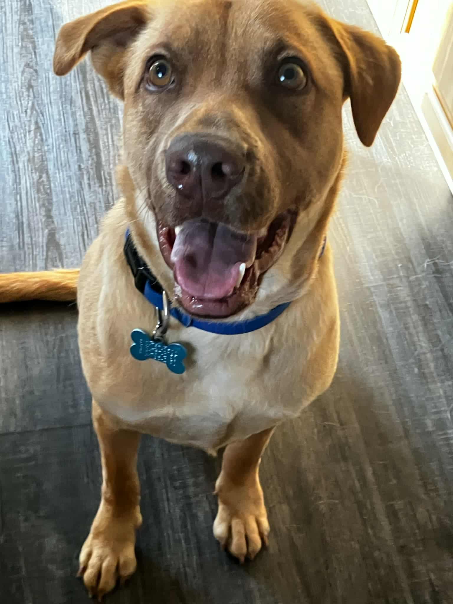 Leon, a Adoptable mixed breed in Woodstock, ON image 4/4