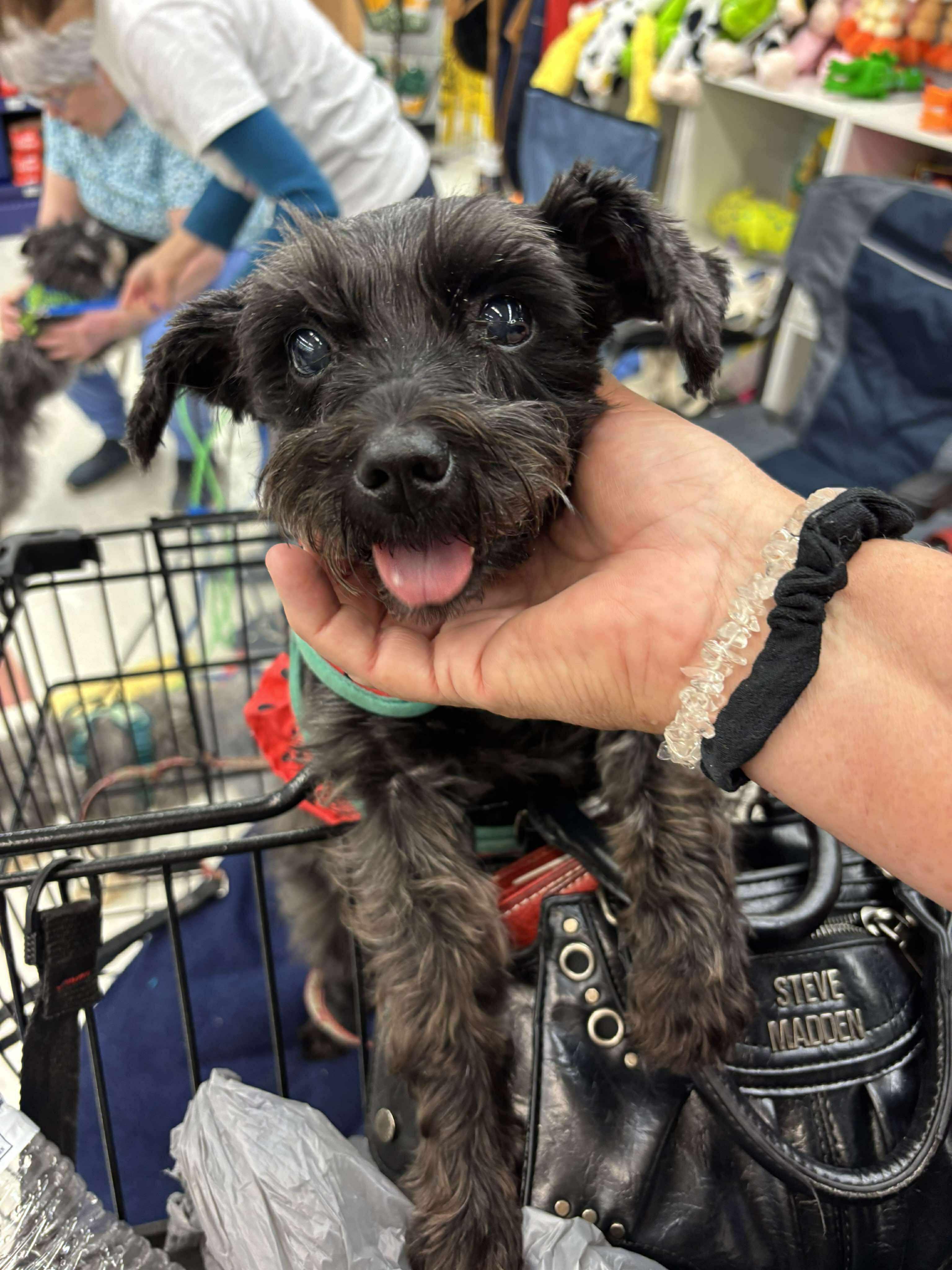 Enlarge Marceline (Marci), a Adoptable Miniature Schnauzer in Homer Glen, IL image 2/5