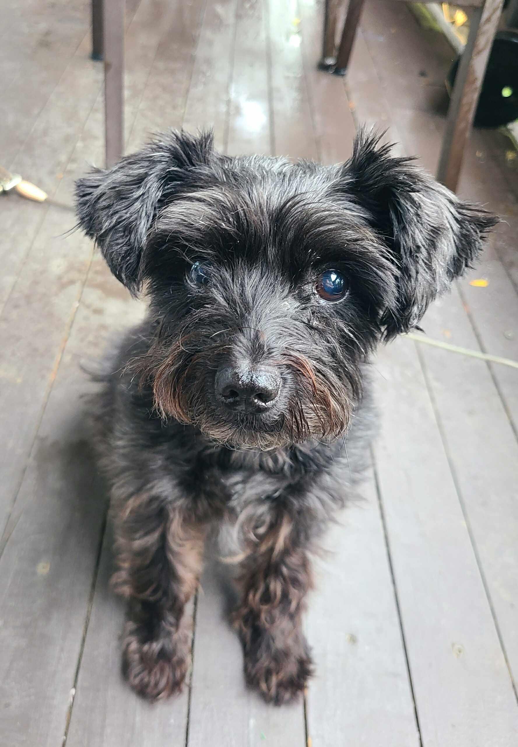 Enlarge Marceline (Marci), a Adoptable Miniature Schnauzer in Homer Glen, IL image 4/5