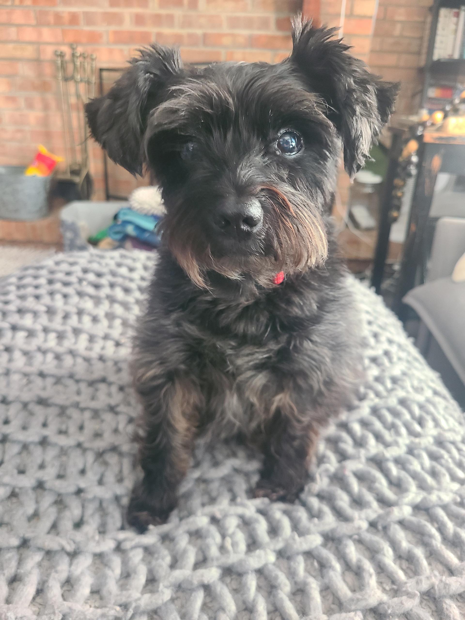 Enlarge Marceline (Marci), a Adoptable Miniature Schnauzer in Homer Glen, IL image 1/5