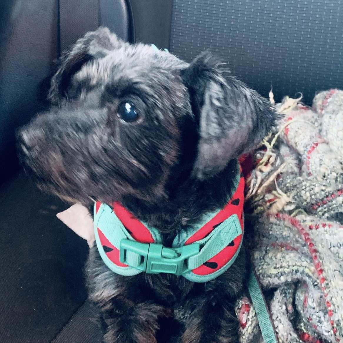 Enlarge Marceline (Marci), a Adoptable Miniature Schnauzer in Homer Glen, IL image 3/5