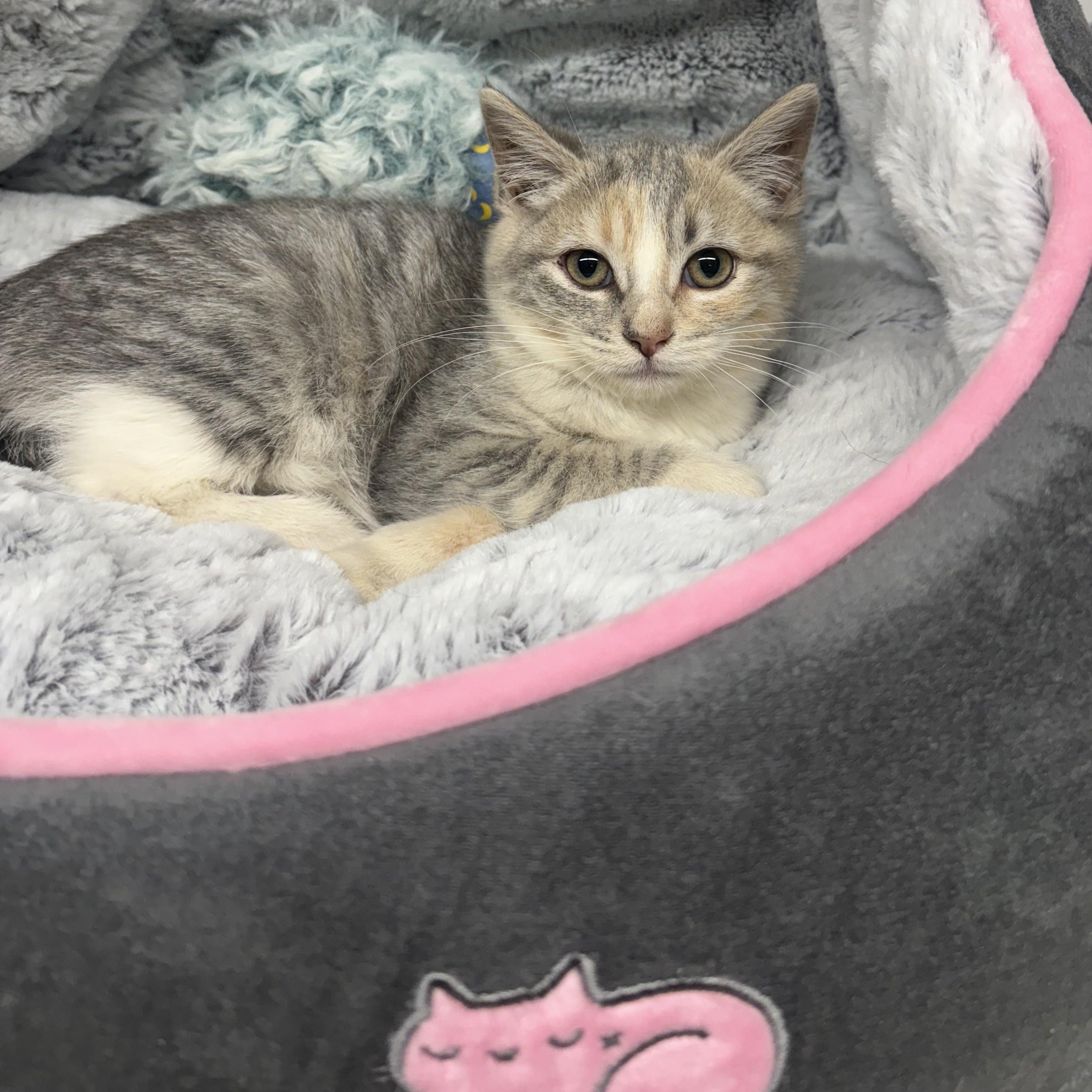 KITTEN:  Cloud (F) ~~ Veterinary Medical Ctr   PH: 770-998-8450, adopted, Kitten Female Domestic Short Hair.