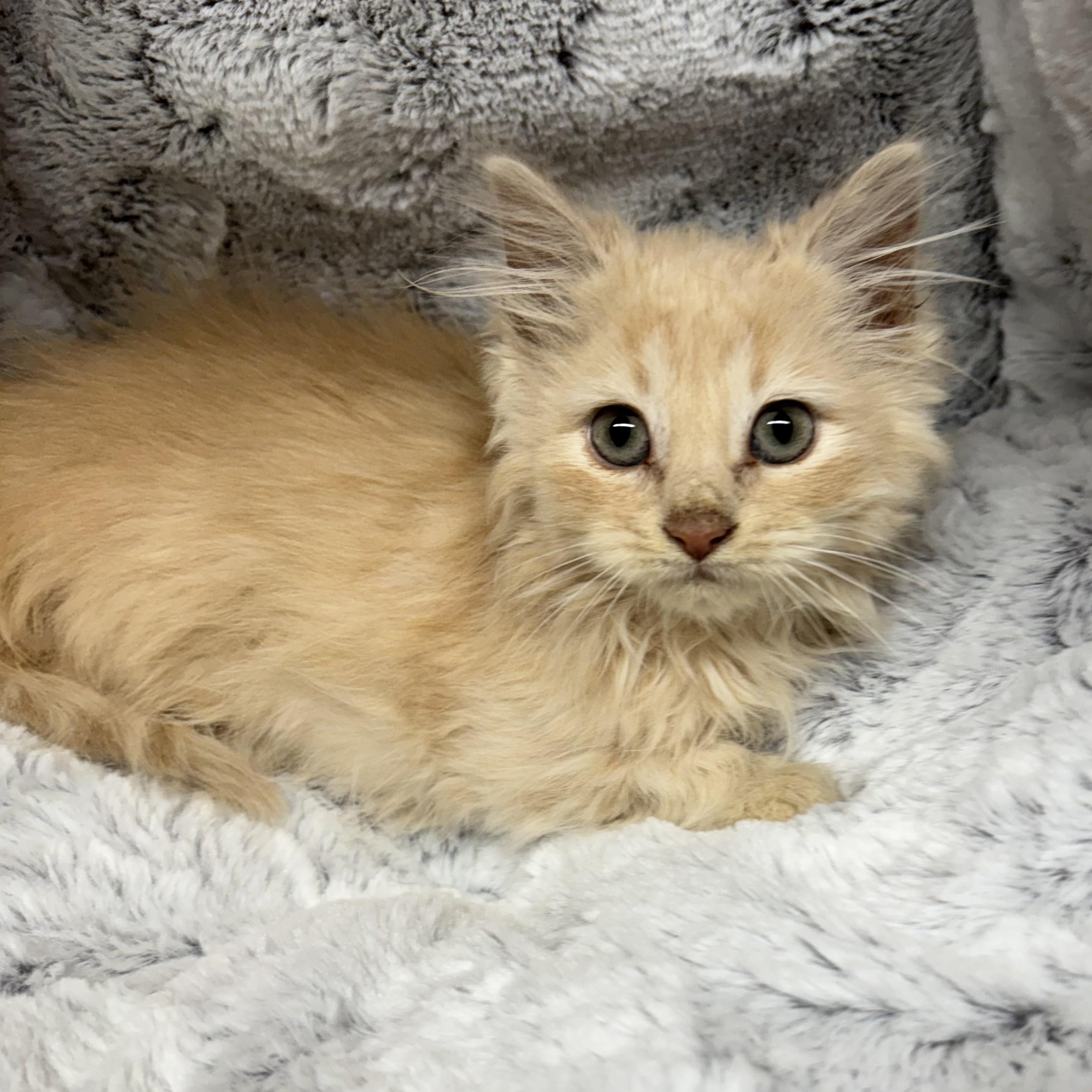 KITTENS: Garth & Wayne ~~ Veterinary Medical Ctr   PH: 770-998-8450, ADOPTABLE, Kitten Male Domestic Medium Hair.