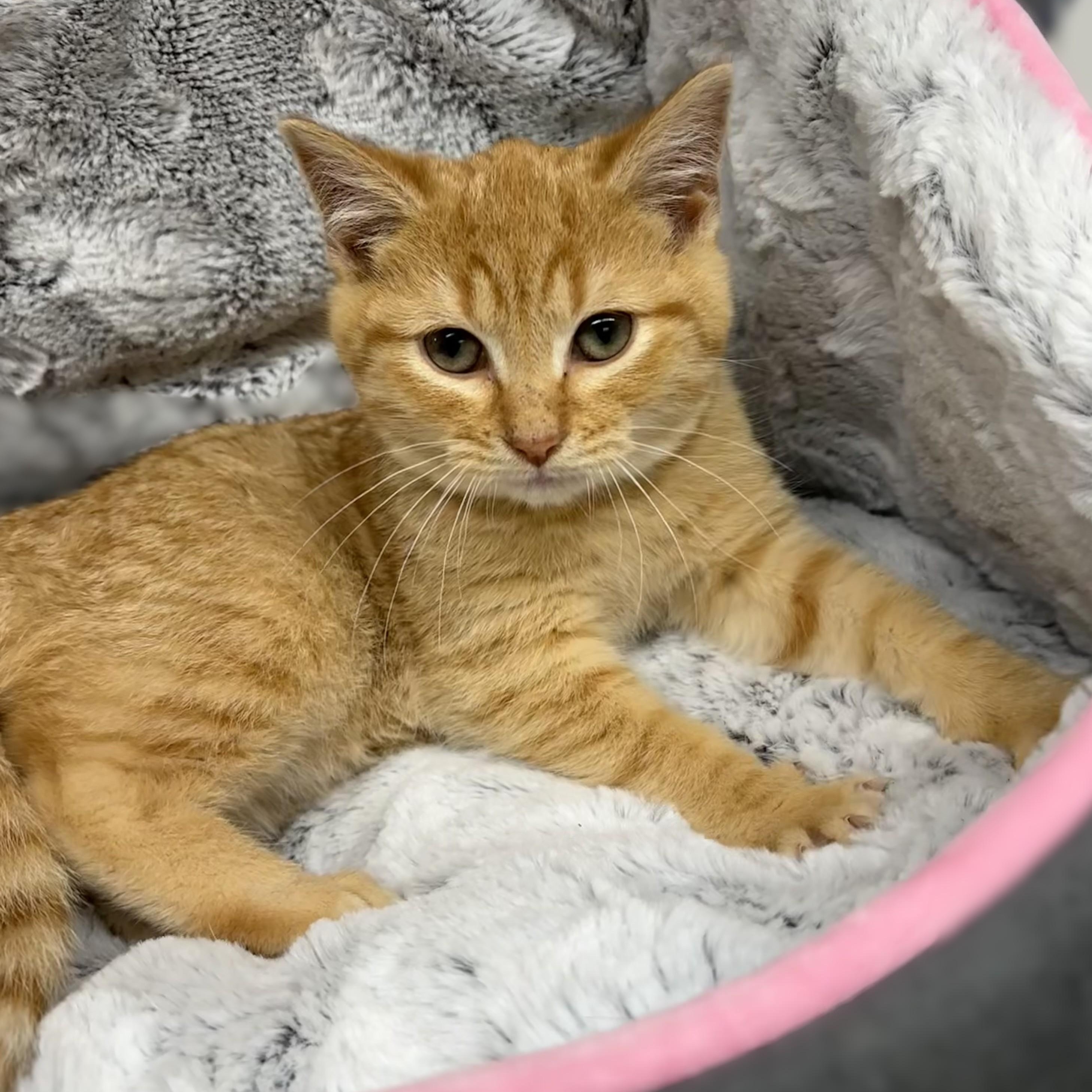 KITTENS: Wayne ~~ Veterinary Medical Ctr PH: 770-998-8450, ADOPTABLE, Kitten Male Domestic Medium Hair.