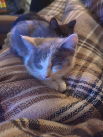 Enlarge Dusty, a ADOPTABLE American Shorthair in Fertile, MN image 1/1