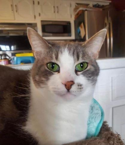 Hannah (with Falin), Adoptable, Senior Female Domestic Short Hair.