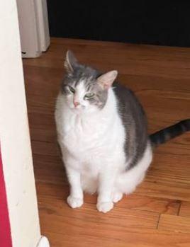 Enlarge Hannah (with Falin), a Adoptable mixed breed in Ballwin, MO image 3/3