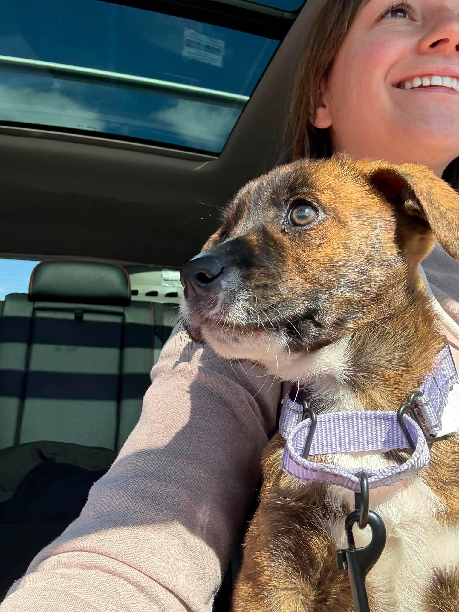 Enlarge Brownie*, a Adoptable Mixed Breed in WEST GREENWICH, RI image 5/5