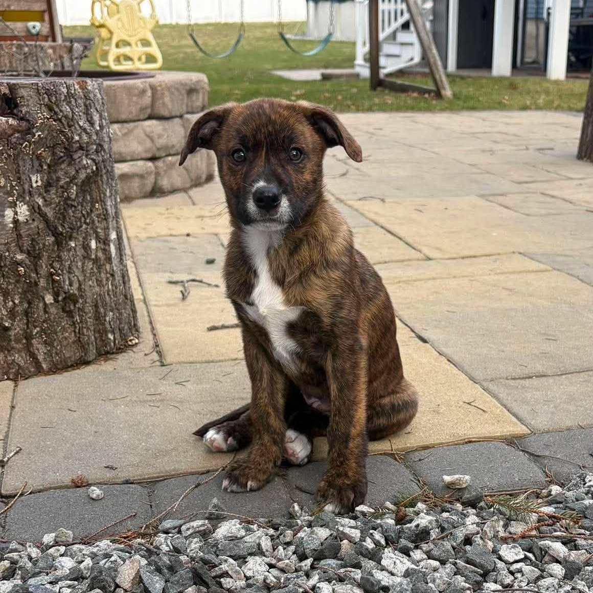 Enlarge Brownie*, a Adoptable Mixed Breed in WEST GREENWICH, RI image 1/5