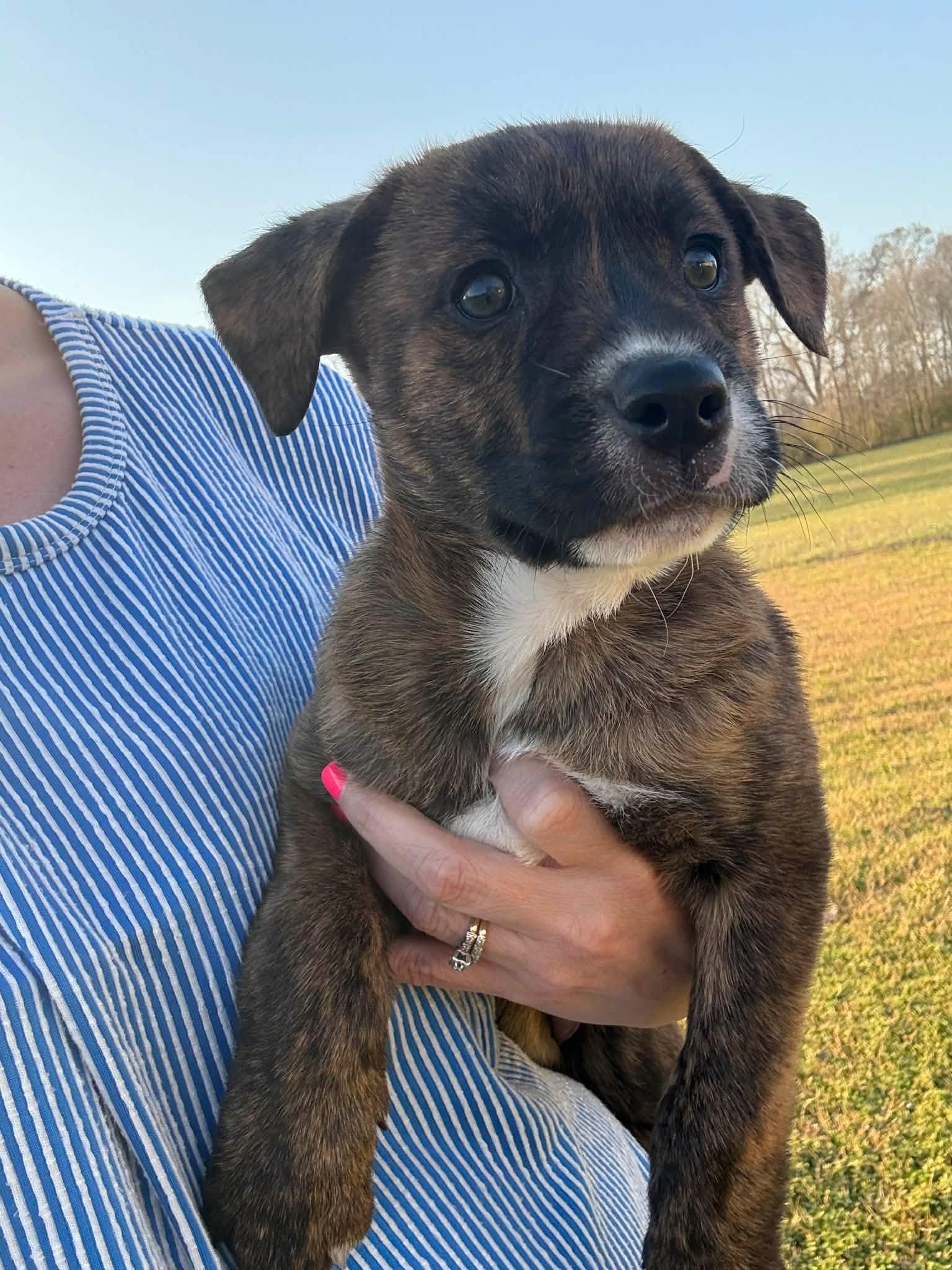Enlarge Brownie*, a Adoptable Mixed Breed in WEST GREENWICH, RI image 3/5