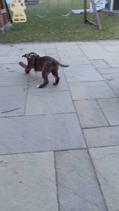 Enlarge Brownie*, a Adoptable Mixed Breed in WEST GREENWICH, RI video 4/5