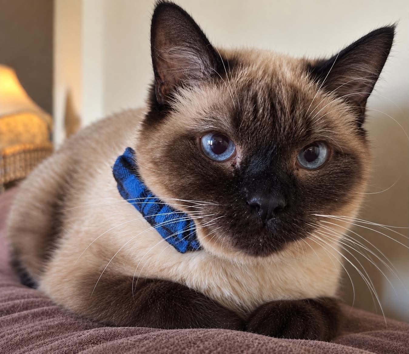 Max, Adoptable, Senior Male Siamese & Domestic Short Hair.