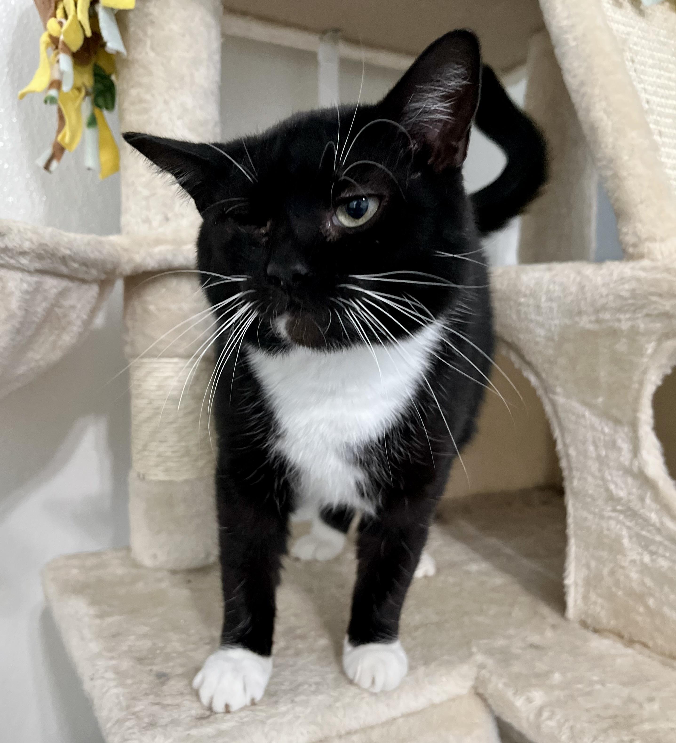 Enlarge Helen Keller, a Adoptable Domestic Short Hair in Seville, OH image 1/1