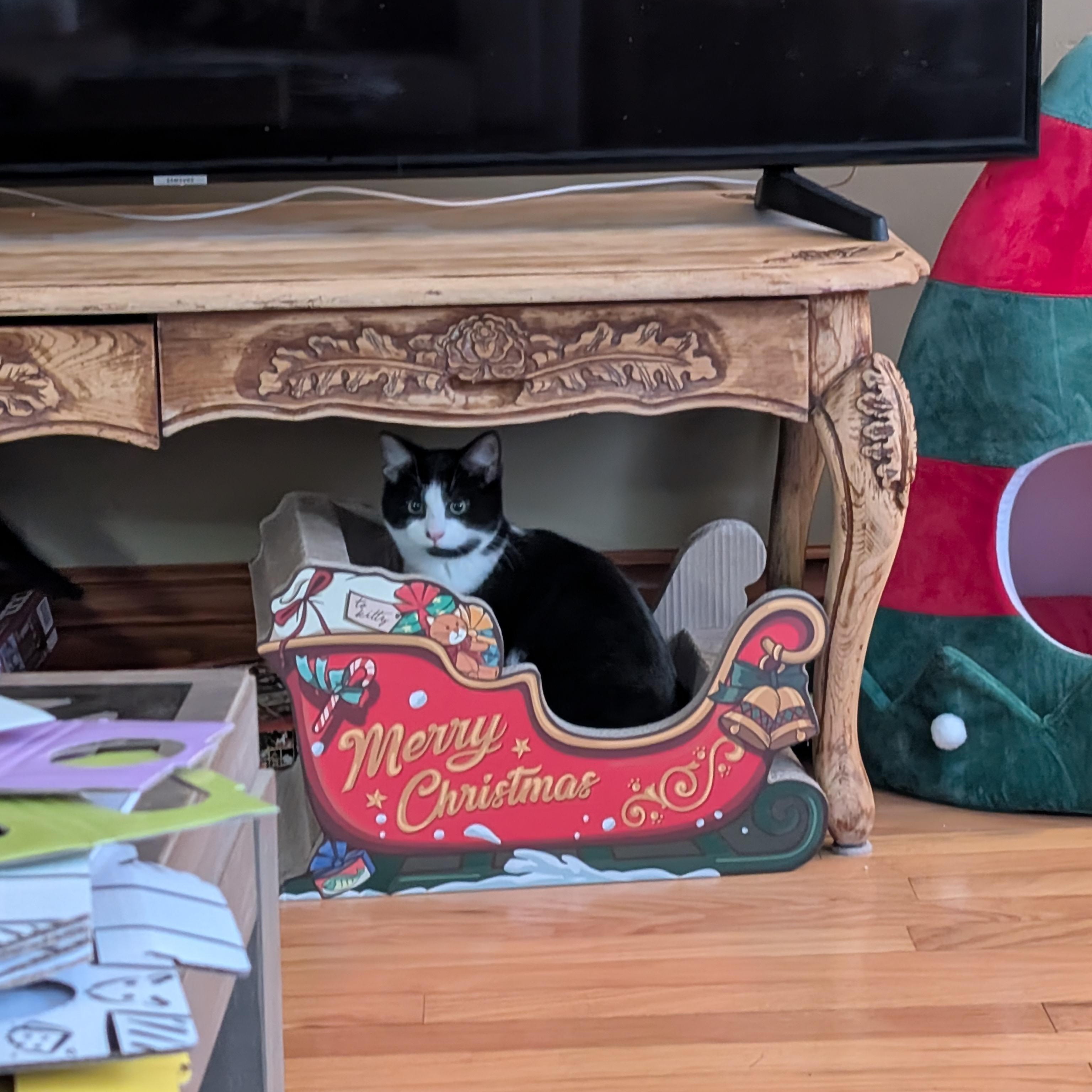 Enlarge Tito, a ADOPTABLE Domestic Short Hair in Wakefield, QC image 1/6