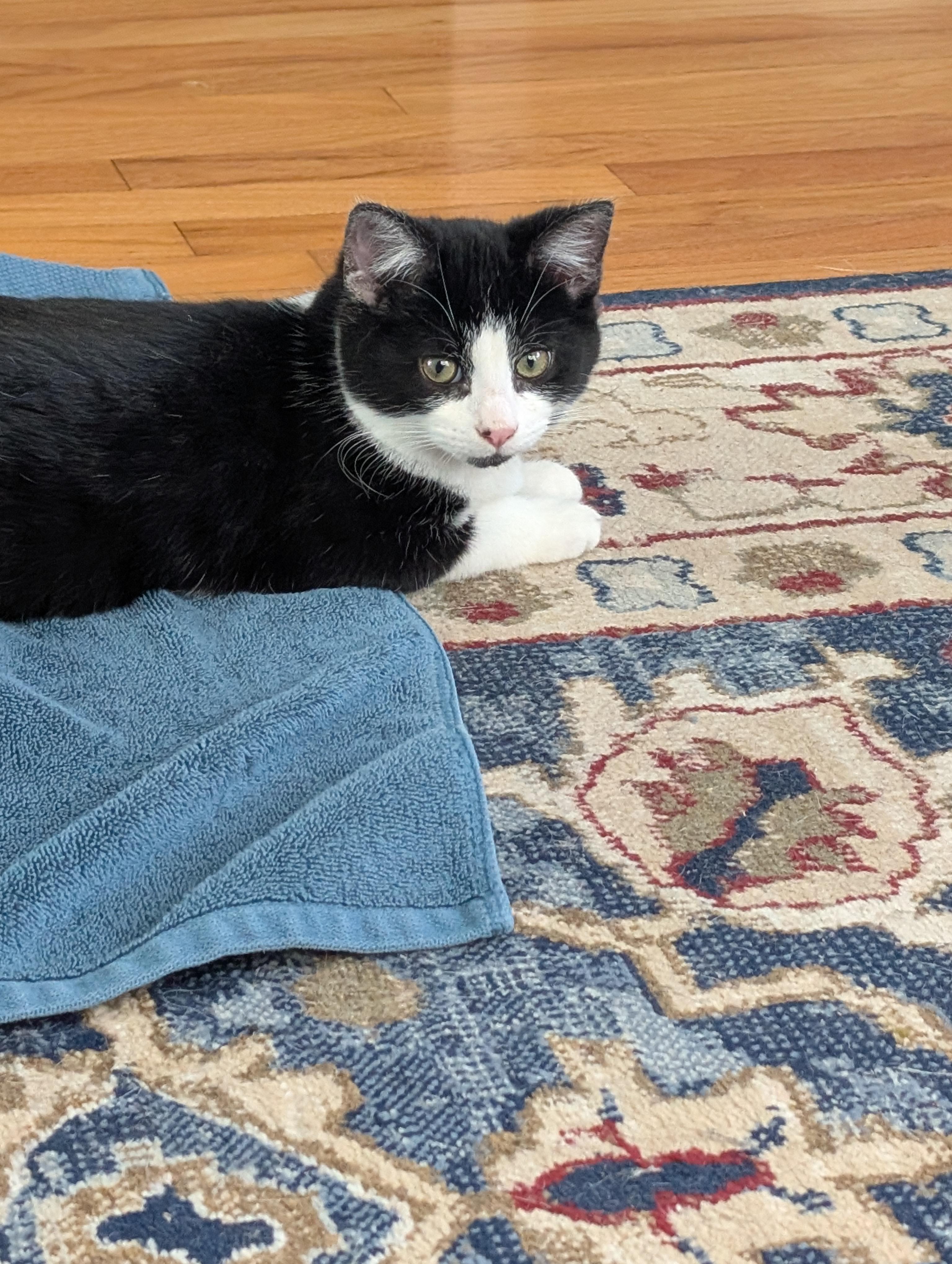 Enlarge Tito, a ADOPTABLE Domestic Short Hair in Wakefield, QC image 2/6