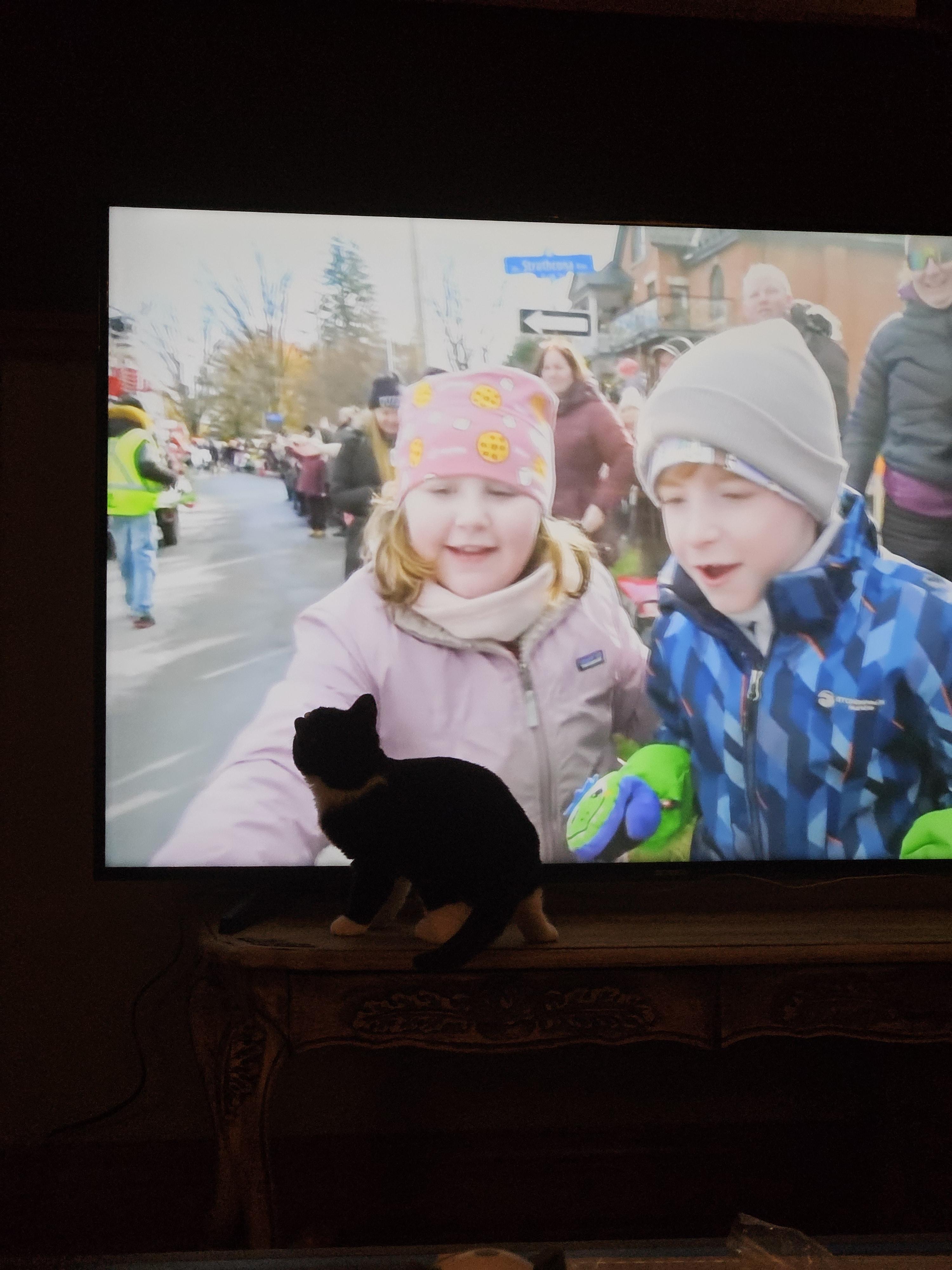 Enlarge Tito, a ADOPTABLE Domestic Short Hair in Wakefield, QC image 3/6