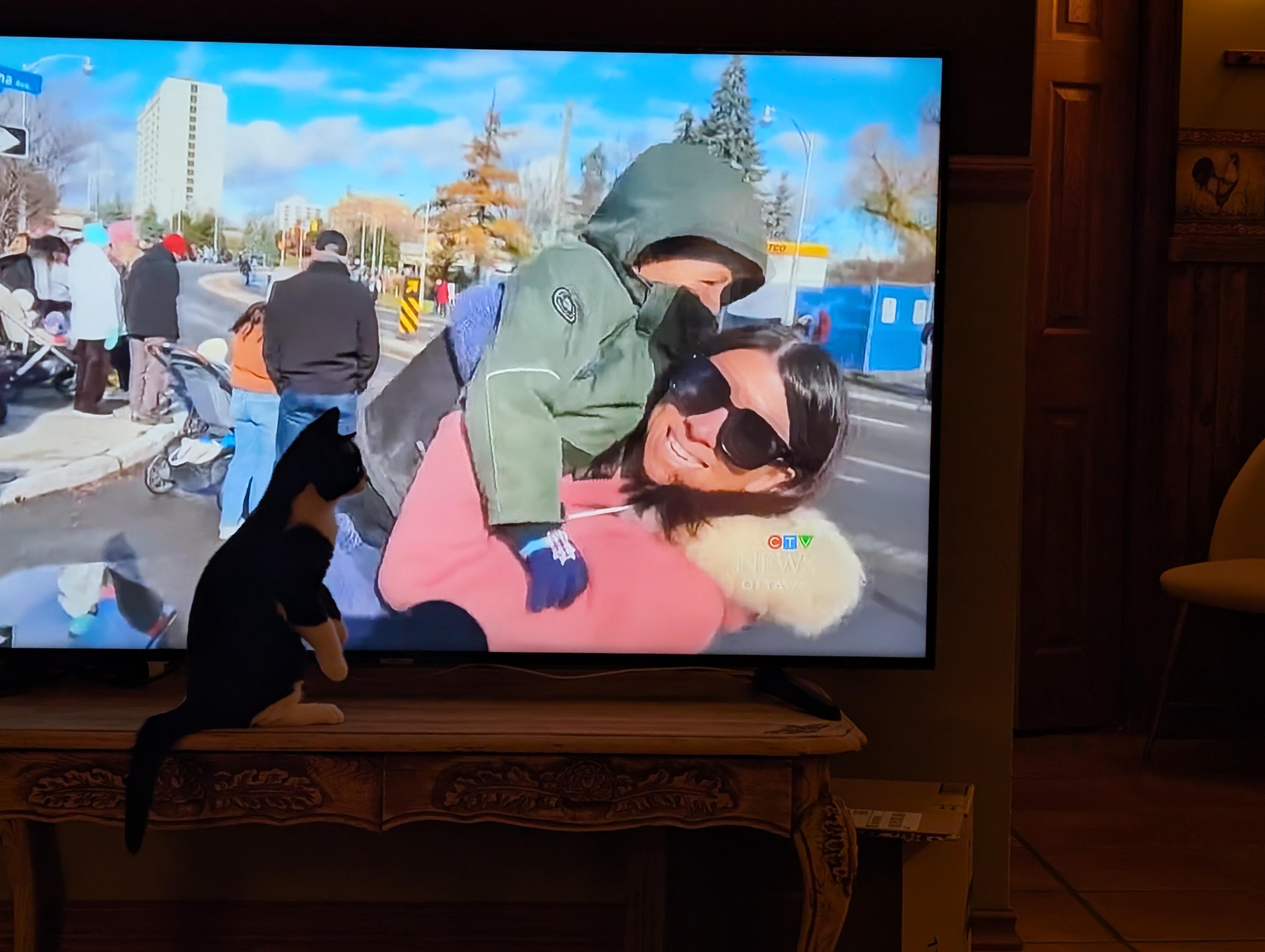 Enlarge Tito, a ADOPTABLE Domestic Short Hair in Wakefield, QC image 4/6