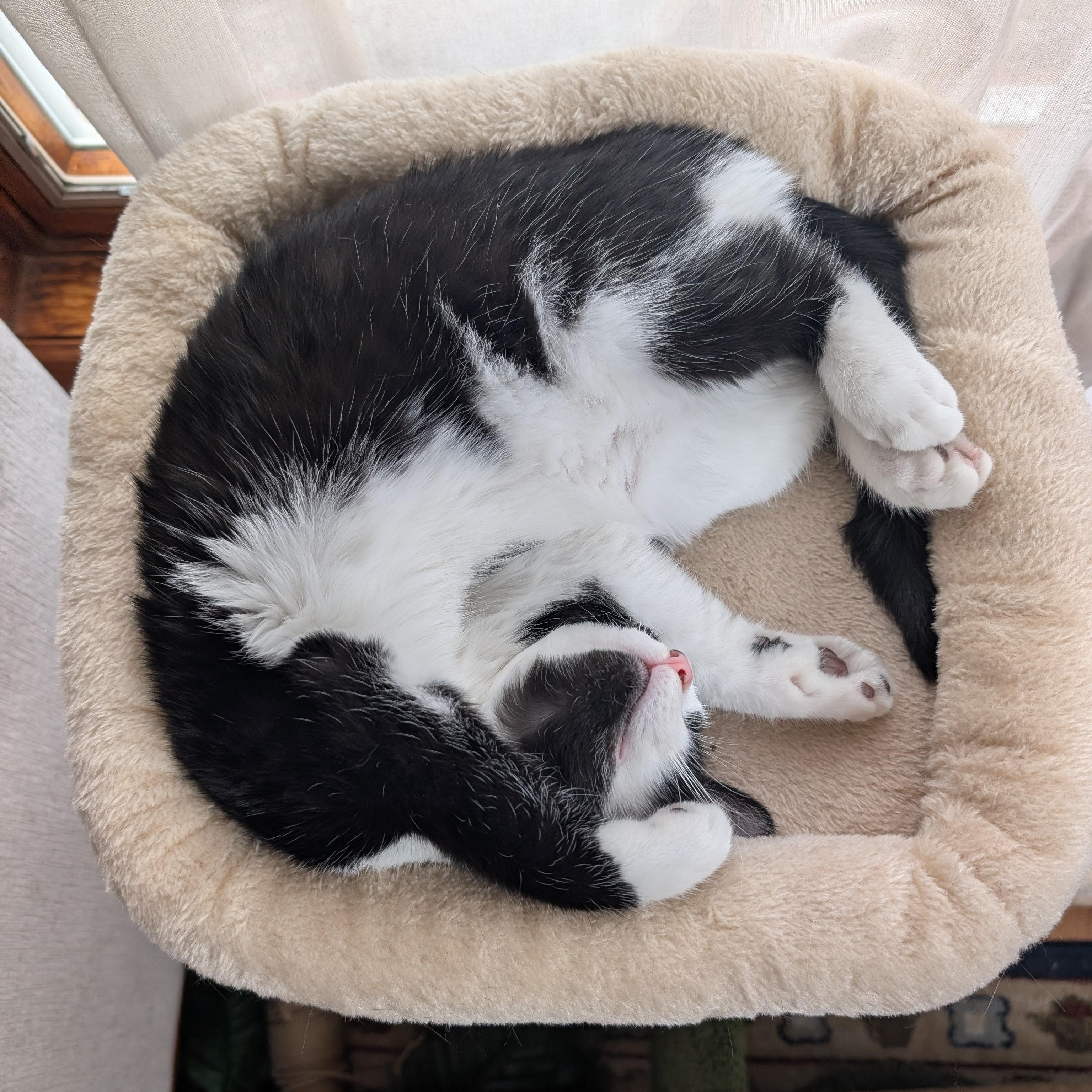 Enlarge Tito, a ADOPTABLE Domestic Short Hair in Wakefield, QC image 5/6