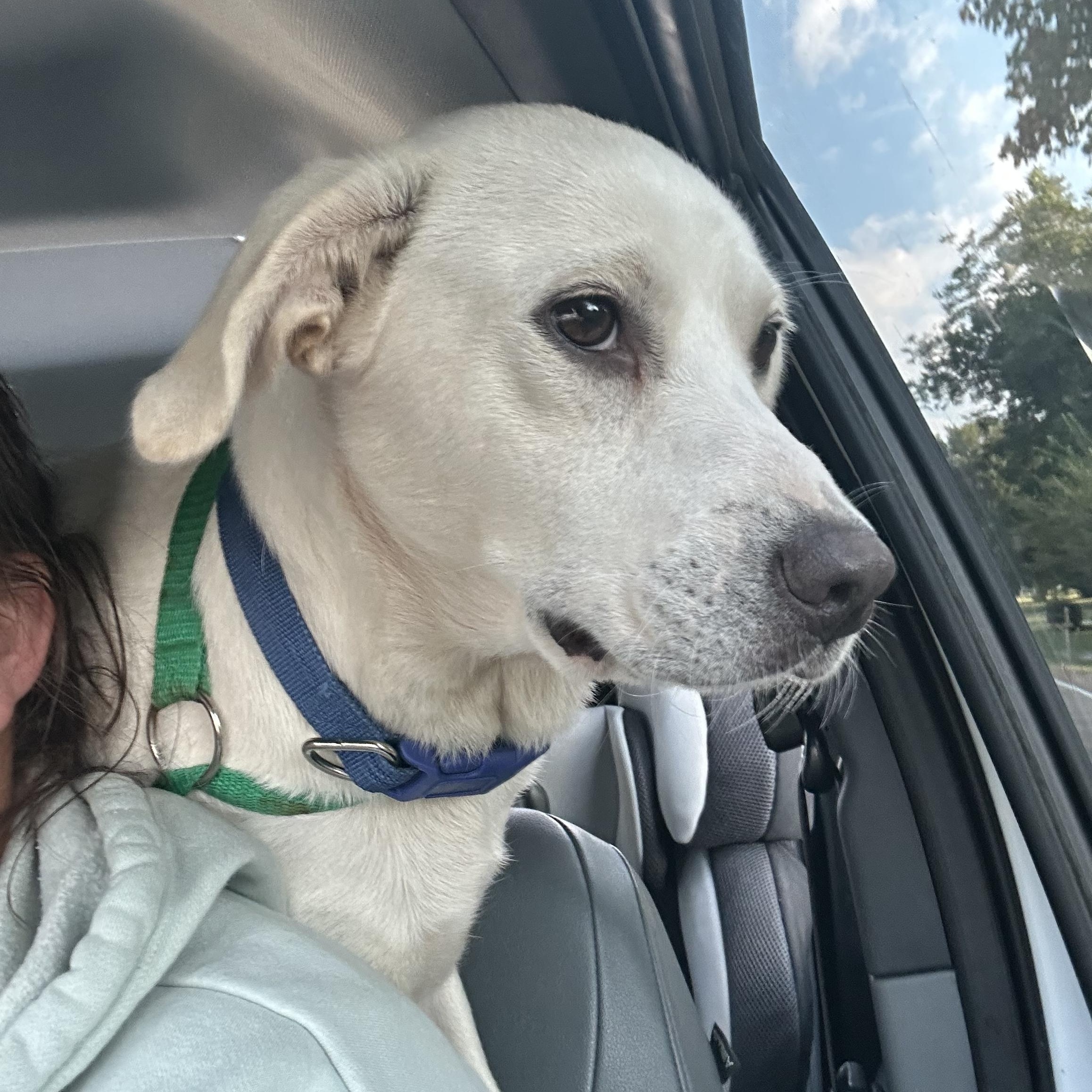 Enlarge Elsa, a Adopted mixed breed in Alamo, TN image 3/3