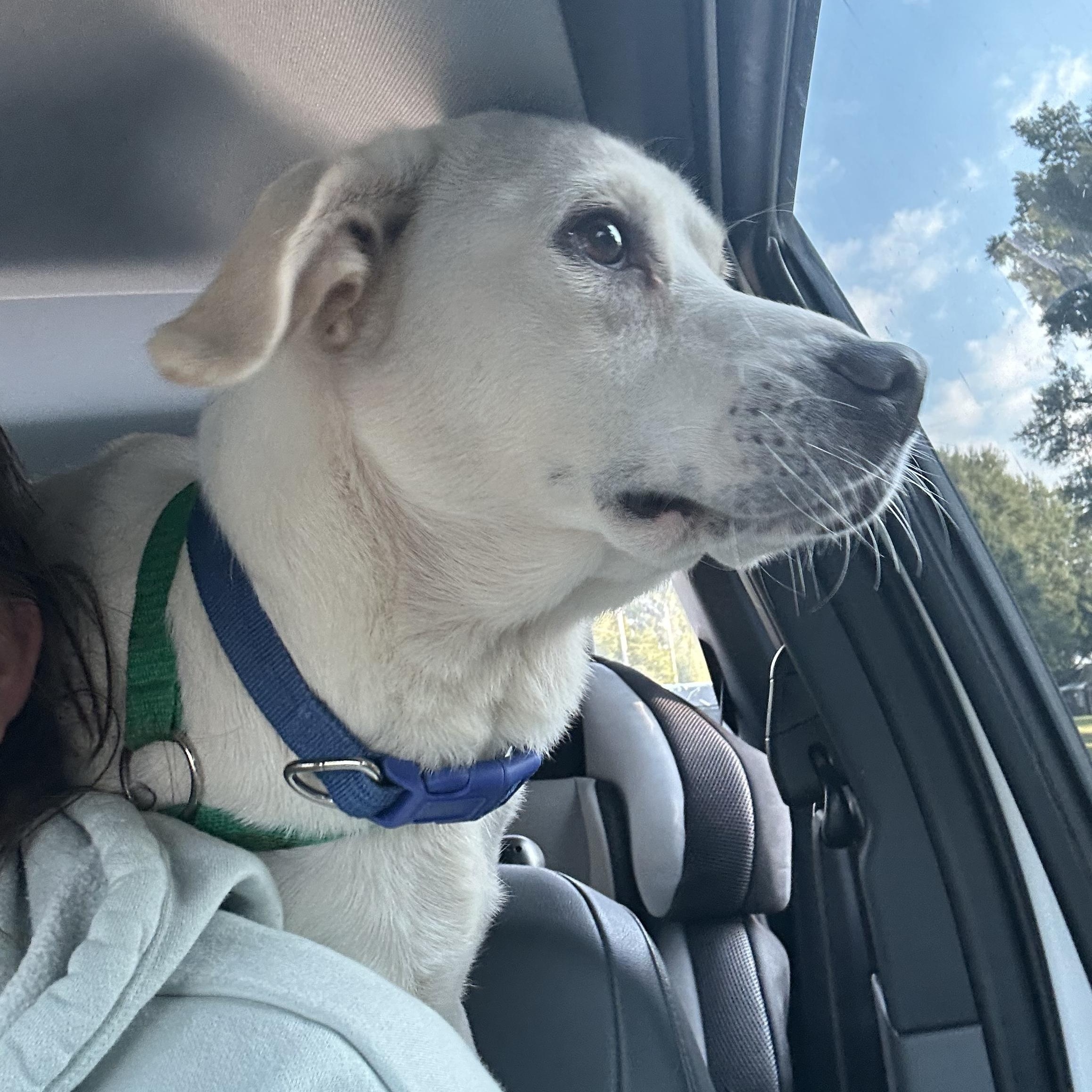 Enlarge Elsa, a Adopted mixed breed in Alamo, TN image 2/3