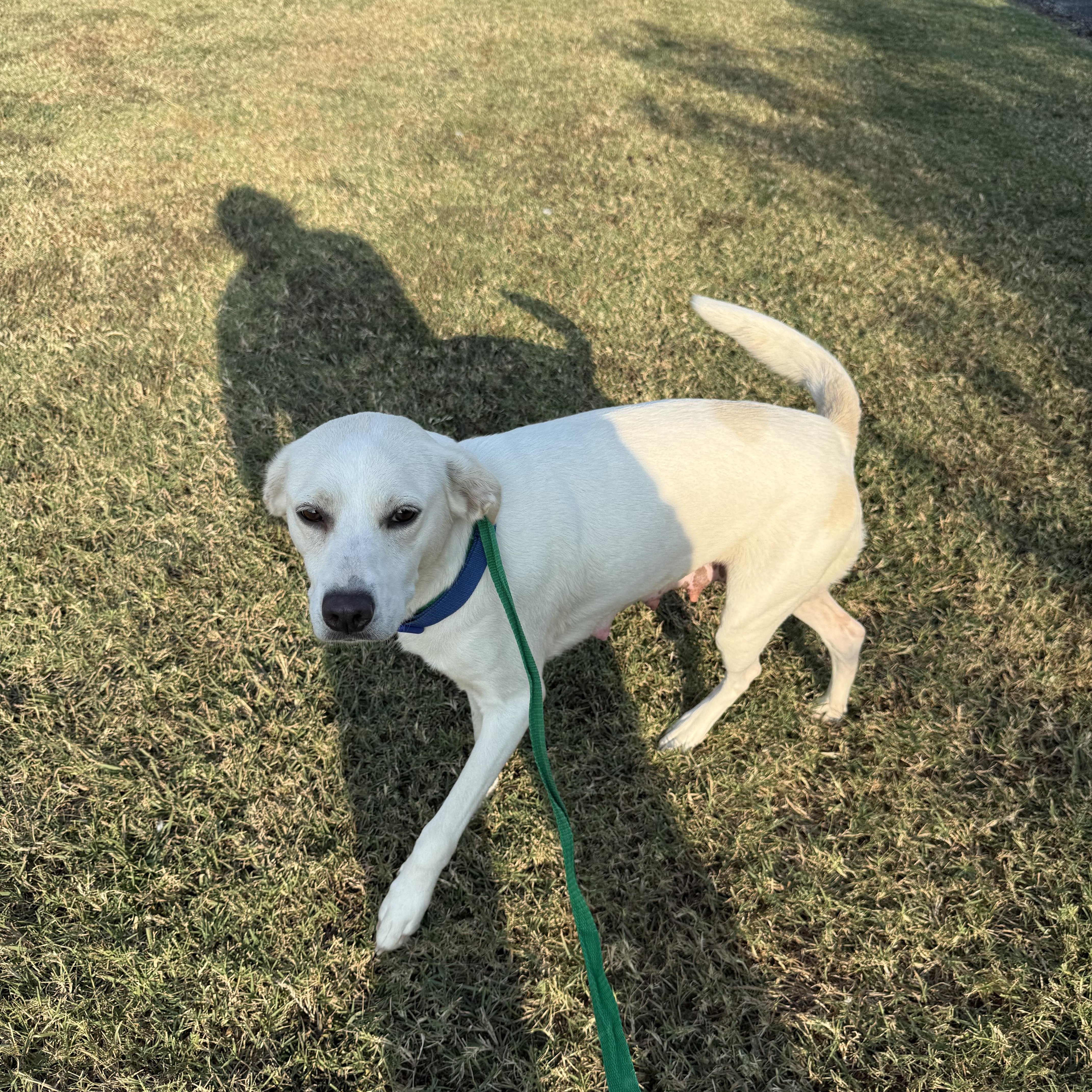 Enlarge Elsa, a Adopted mixed breed in Alamo, TN image 1/3