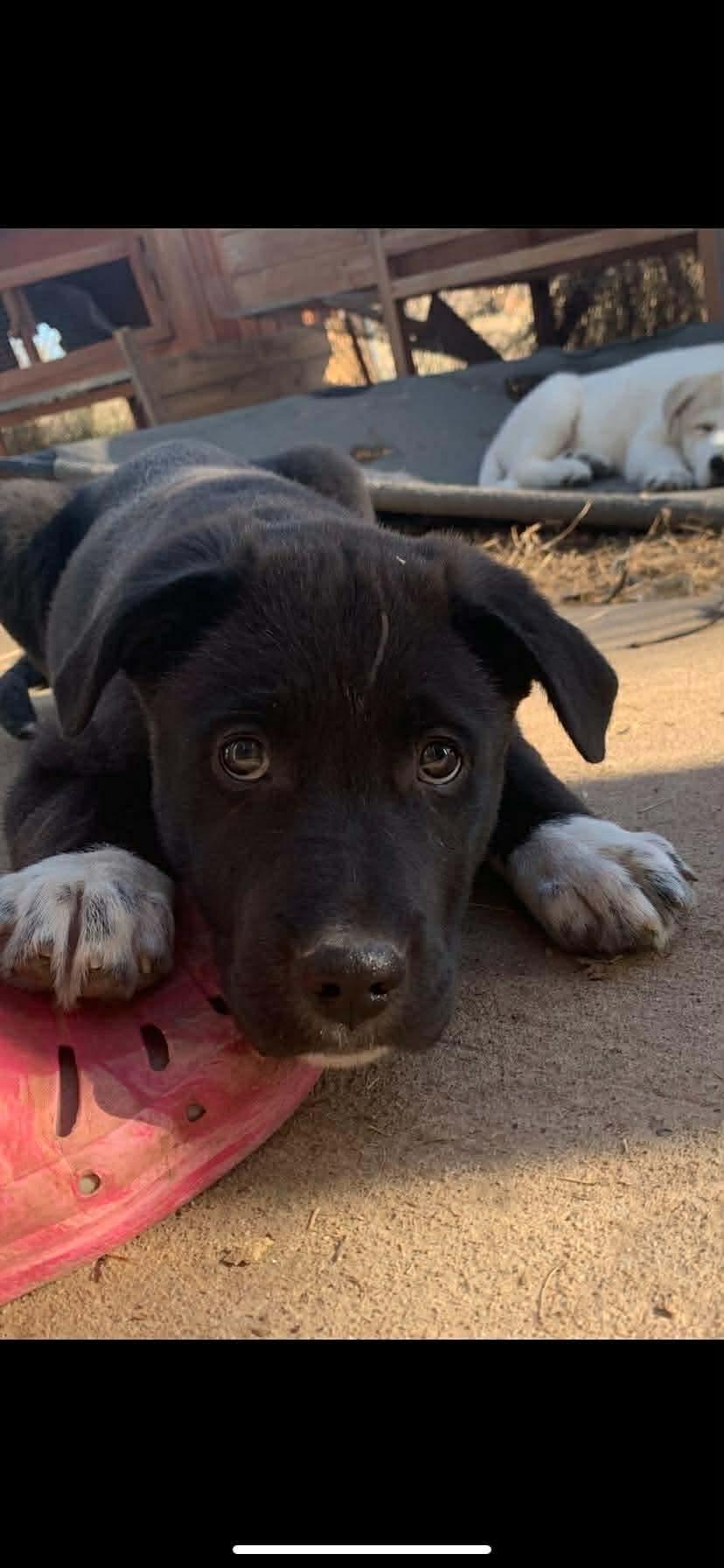 Colby, Adoptable, Puppy Male Great Pyrenees & Labrador Retriever.