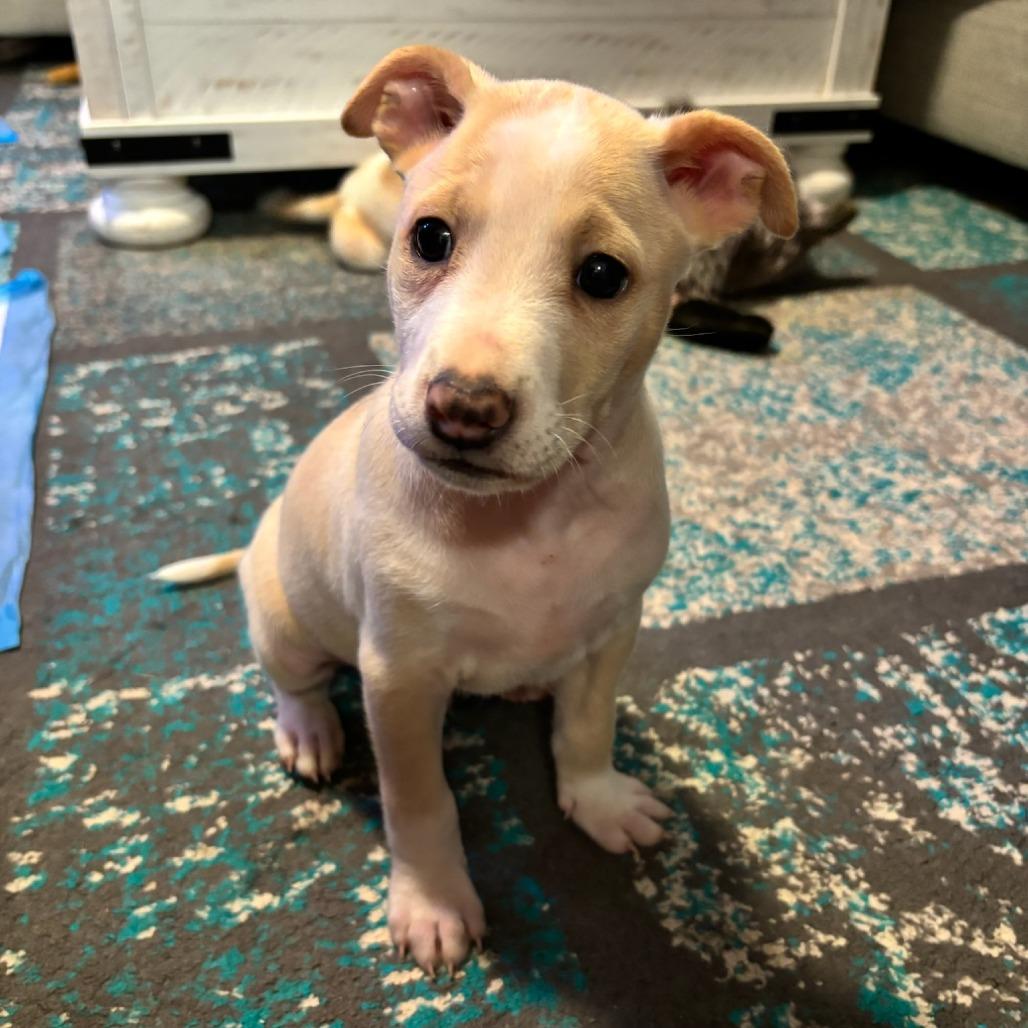 Enlarge Halloran, a Adoptable mixed breed in Wahiawa, HI image 1/2