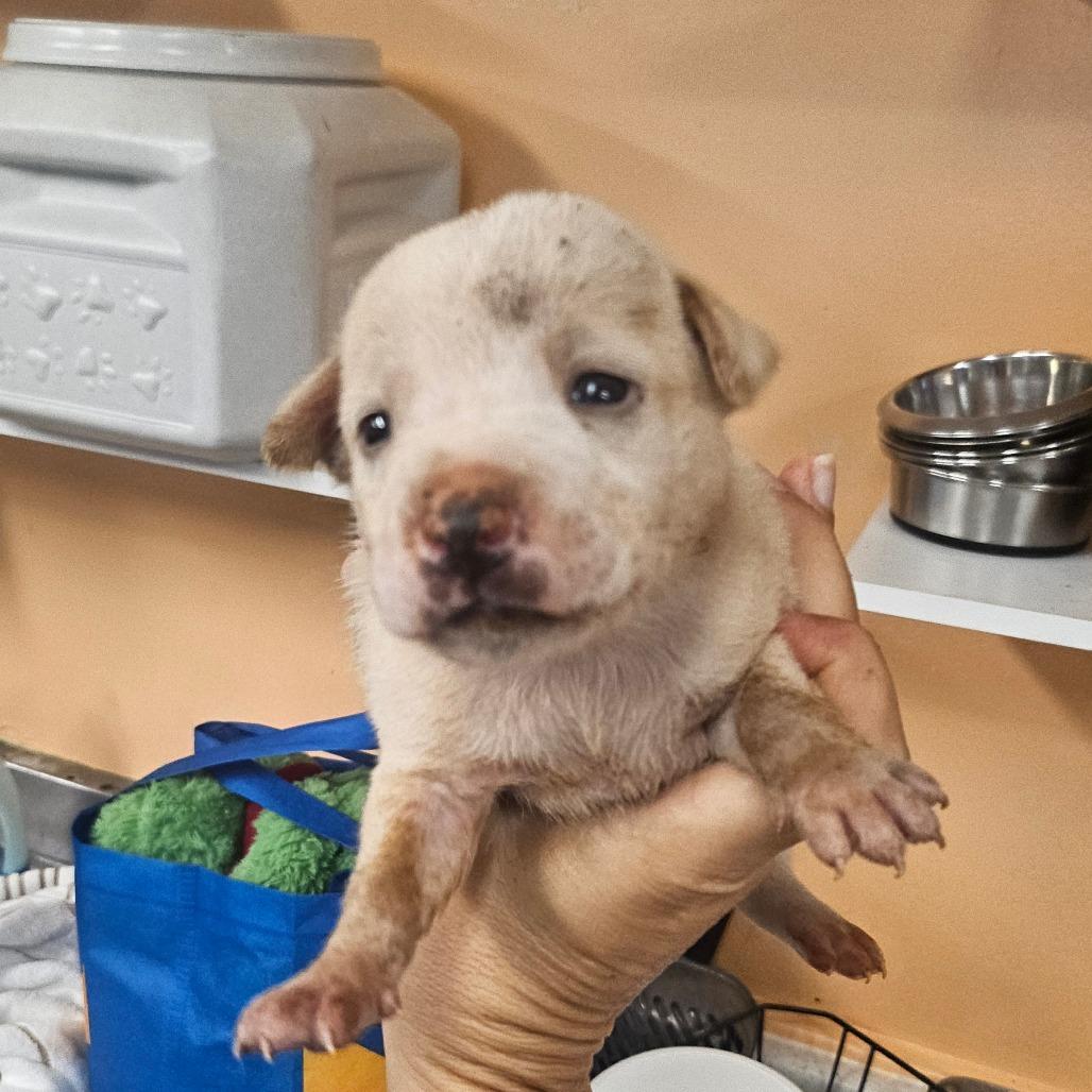 Enlarge Halloran, a Adoptable mixed breed in Wahiawa, HI image 2/2