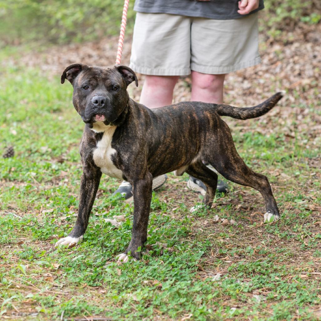 BRUTUS-30546, Adoptable, Adult Male Pit Bull Terrier.
