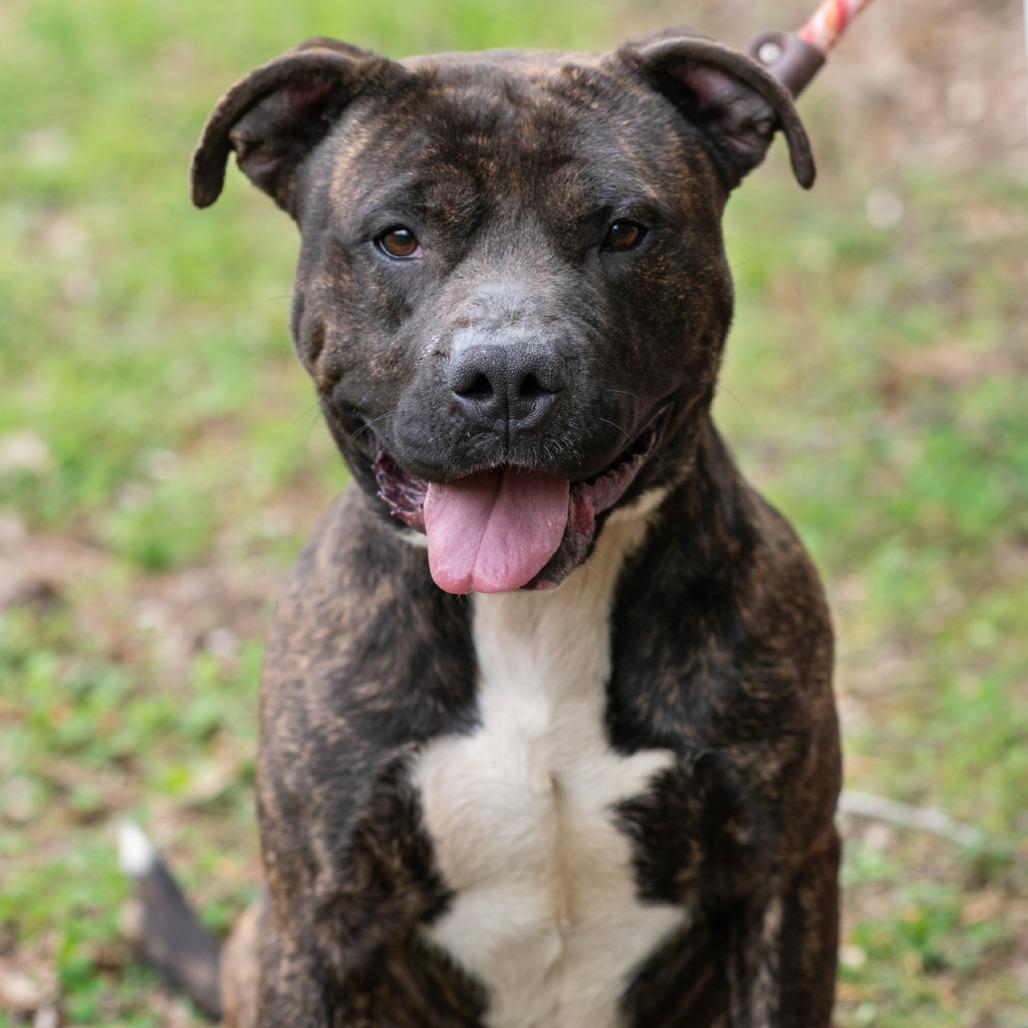 Enlarge BRUTUS-30546, a Adoptable Pit Bull Terrier in Bartlett, TN image 2/2