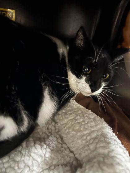 Claudine, Adoptable, Adult Female Domestic Short Hair & Domestic Short Hair.