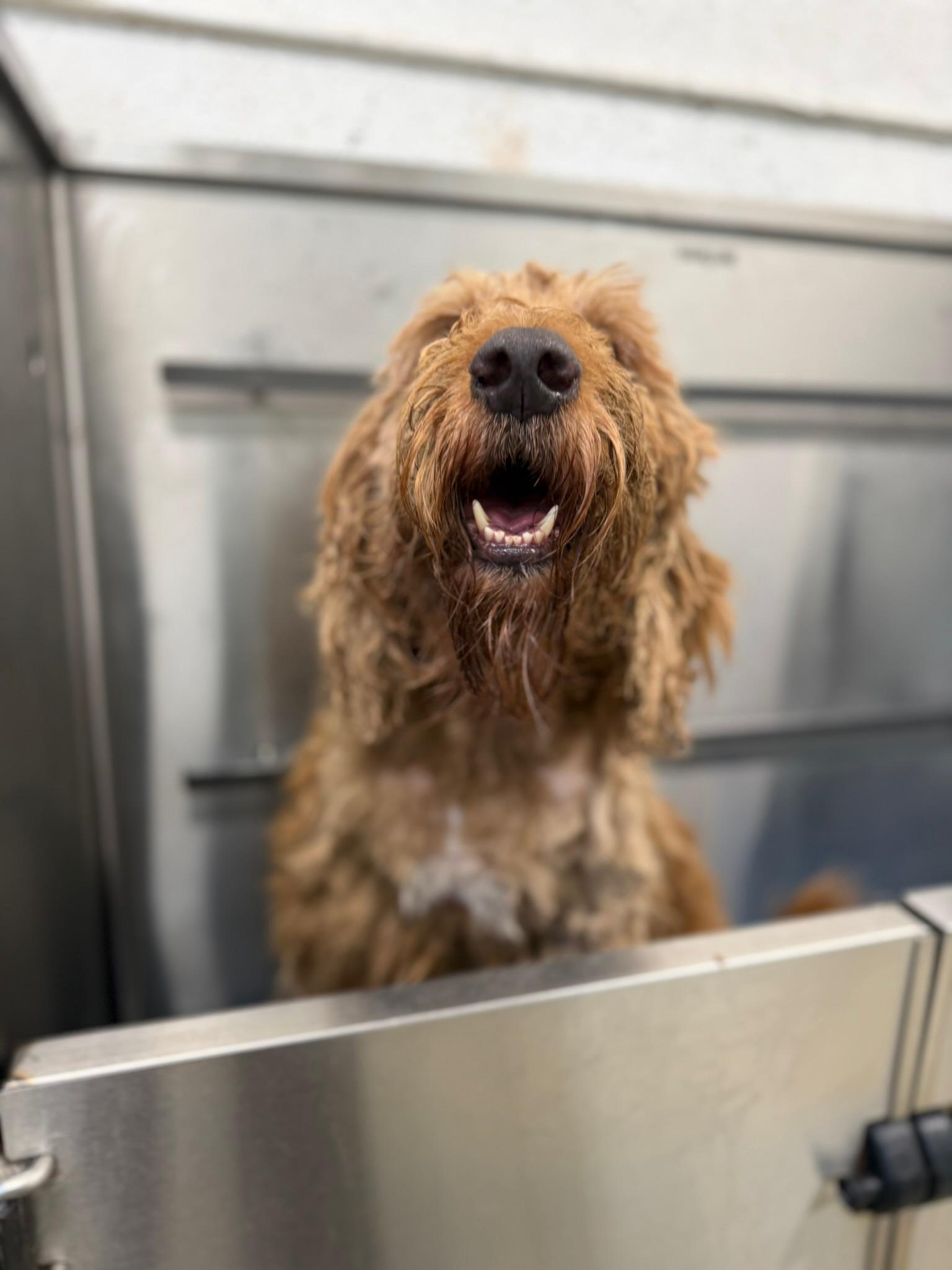 Enlarge Churro - TRAINED DOG, a ADOPTABLE Goldendoodle in Miami, FL image 1/3