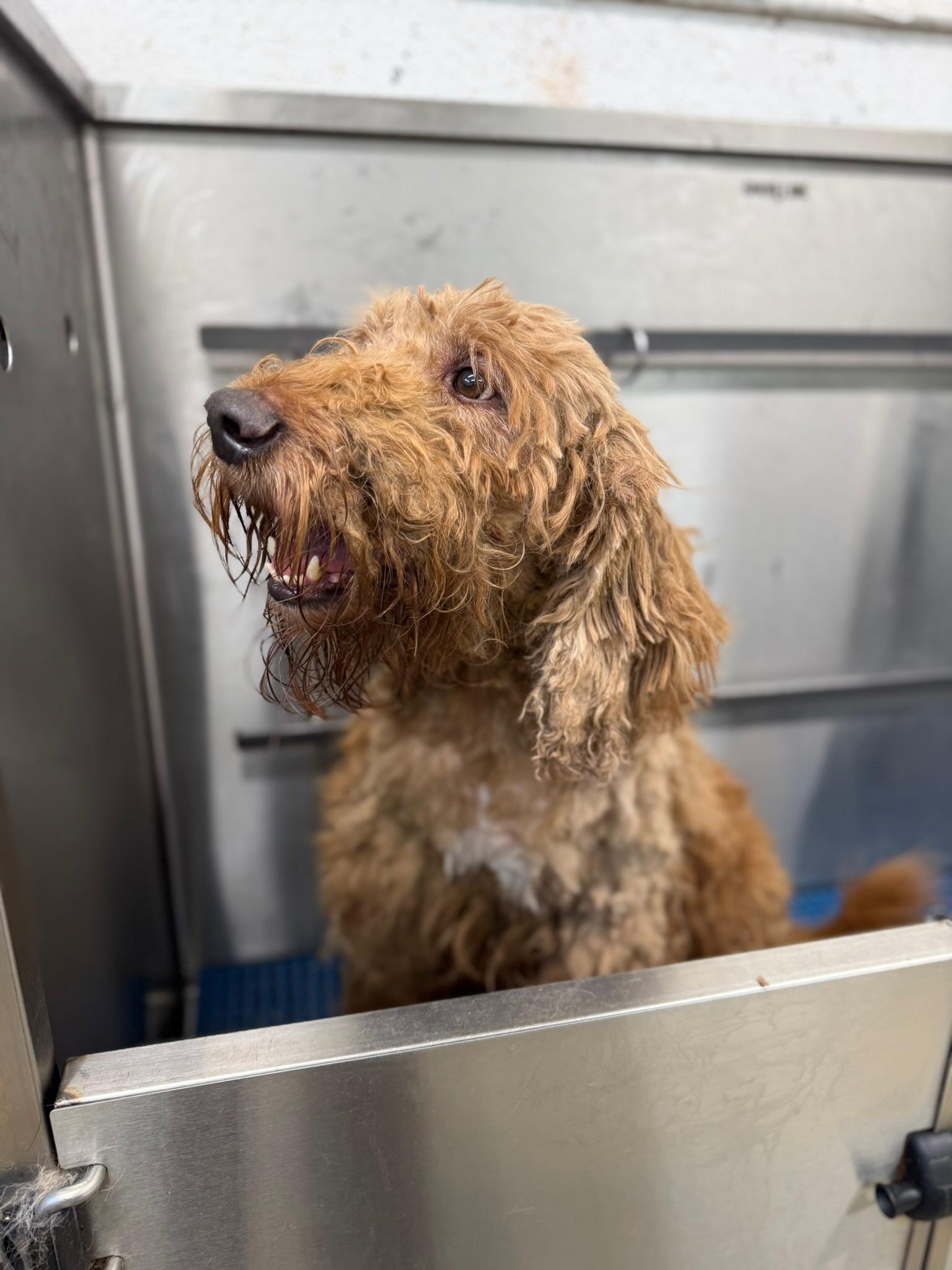 Enlarge Churro - TRAINED DOG, a ADOPTABLE Goldendoodle in Miami, FL image 2/3