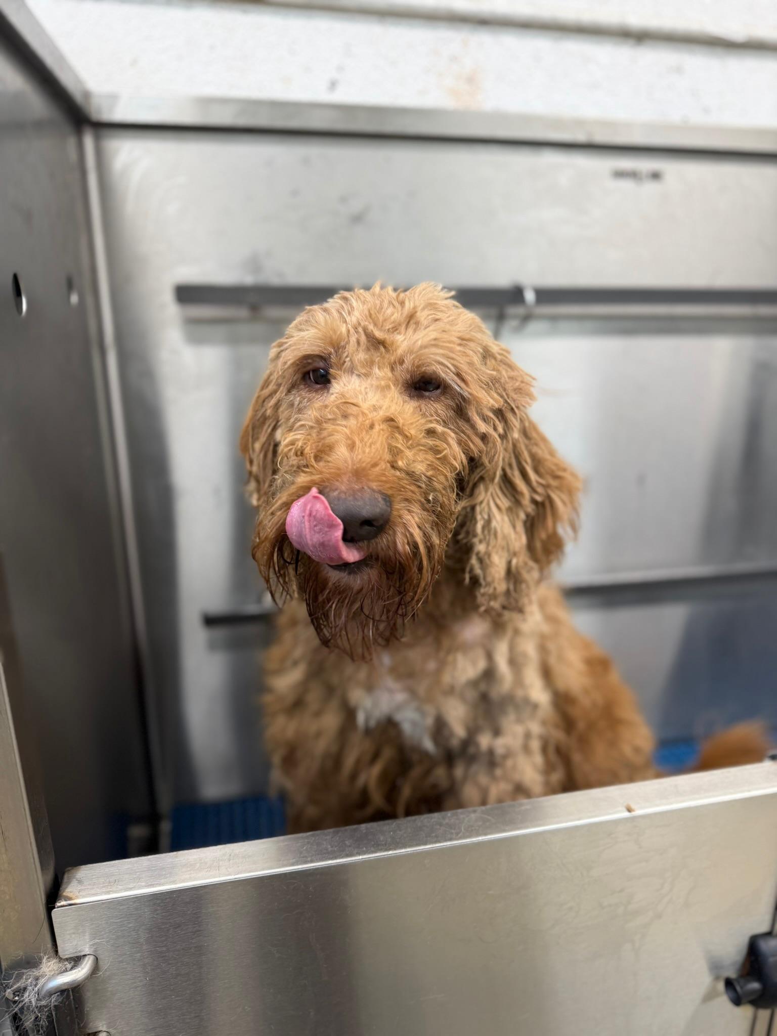Enlarge Churro - TRAINED DOG, a ADOPTABLE Goldendoodle in Miami, FL image 3/3