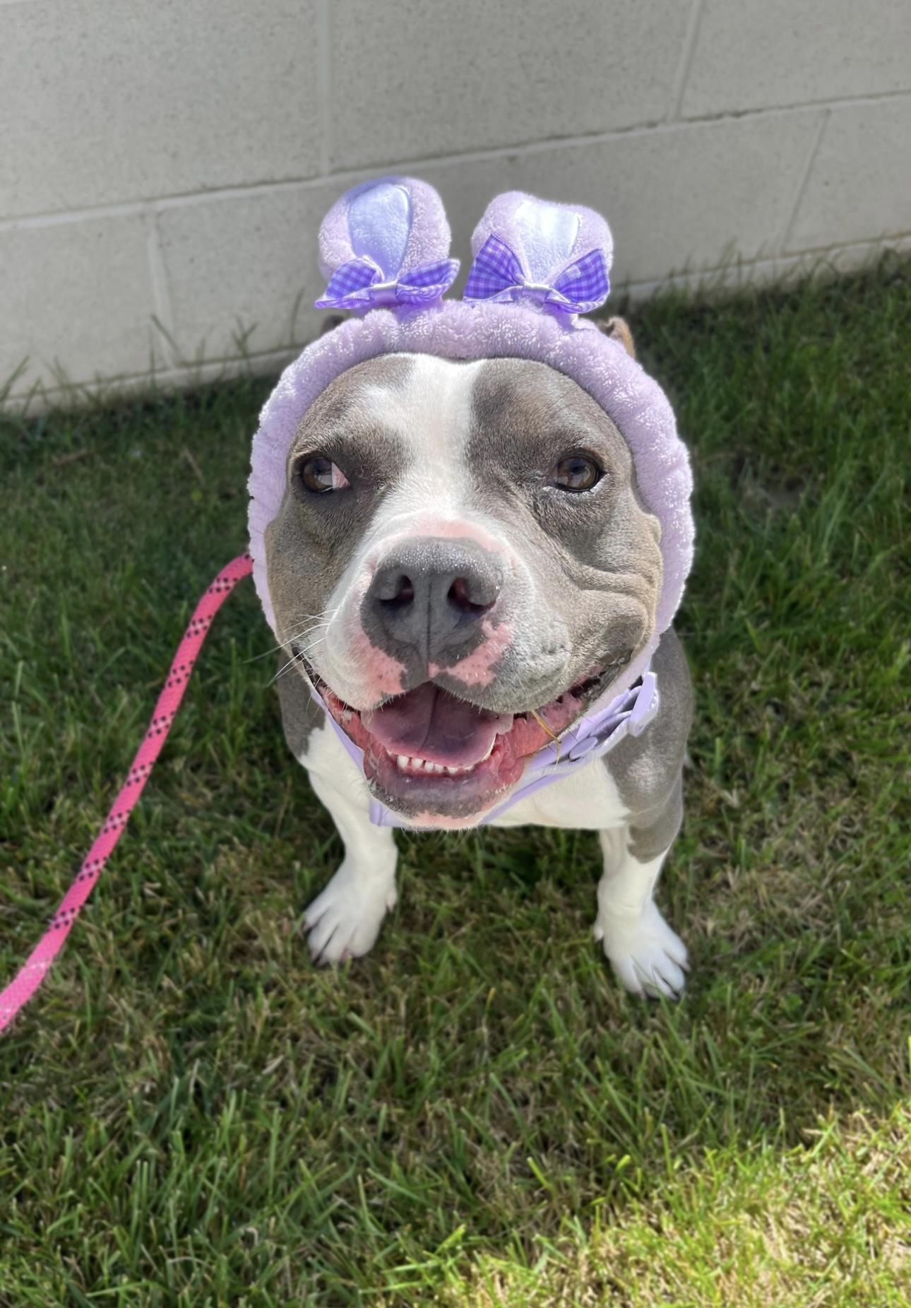 Adopt Kira
