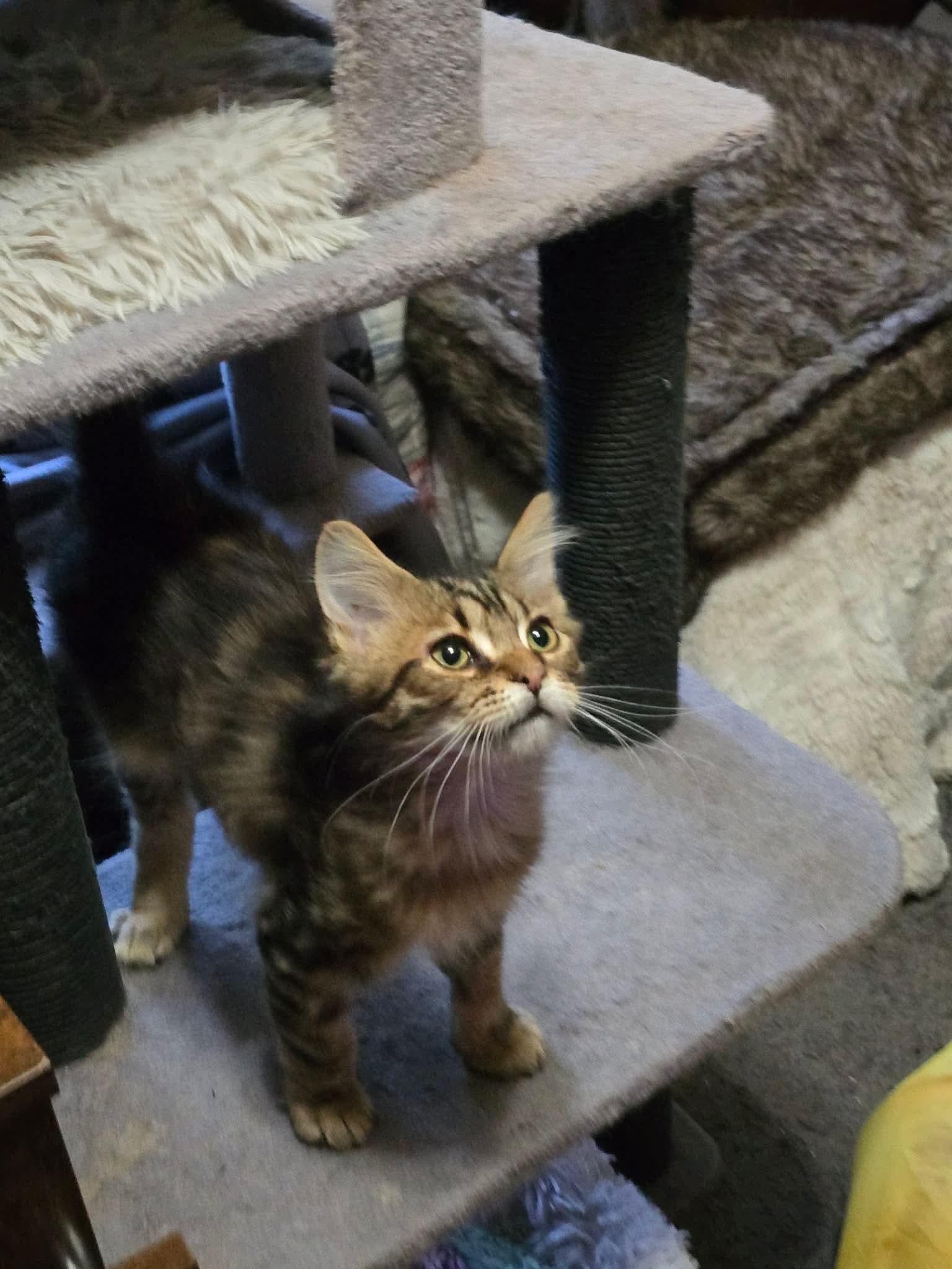 Buford, Adoptable, Kitten Male Domestic Short Hair.