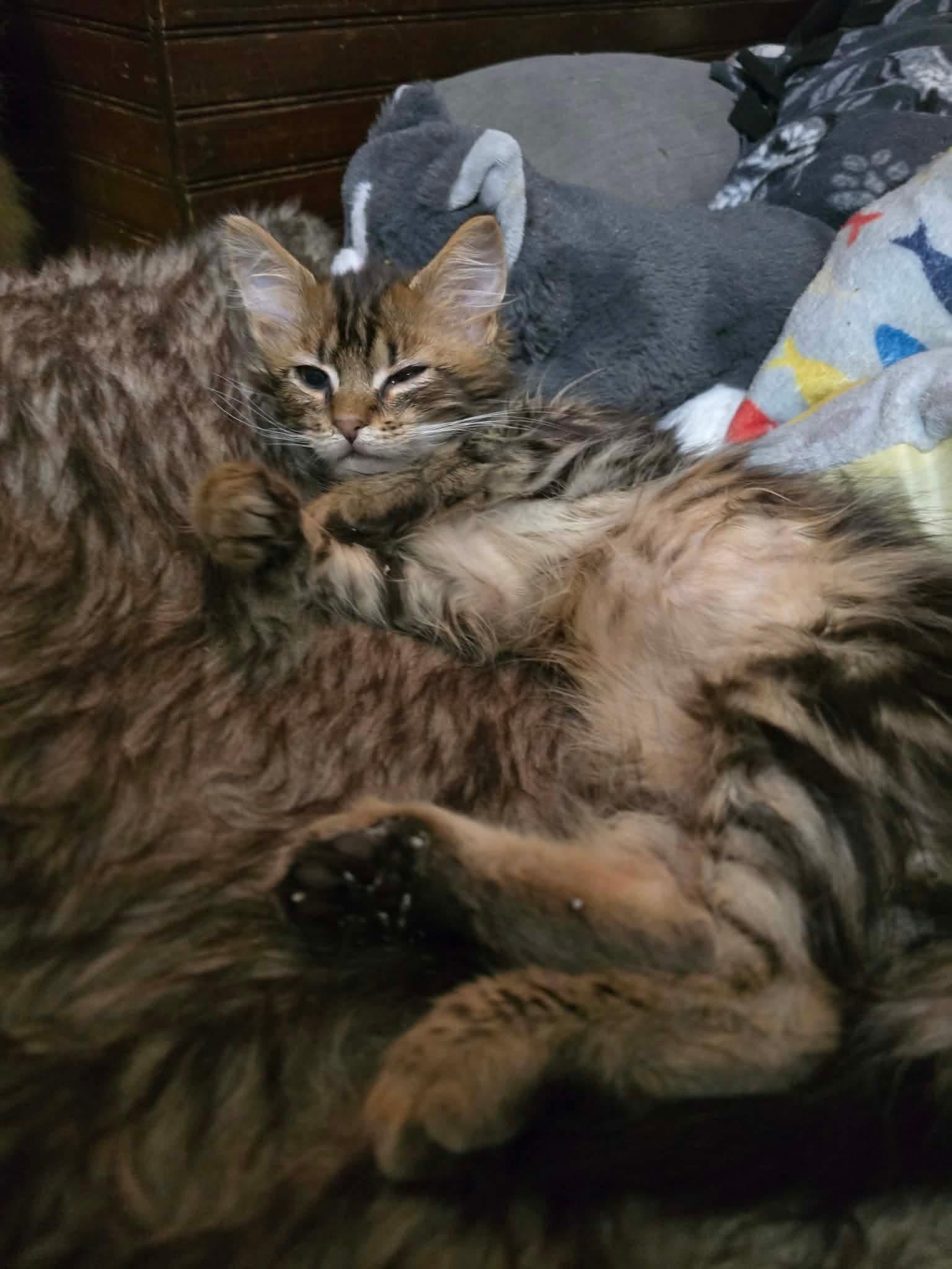 Enlarge Buford, a Adoptable Domestic Short Hair in hinckley, IL image 2/3