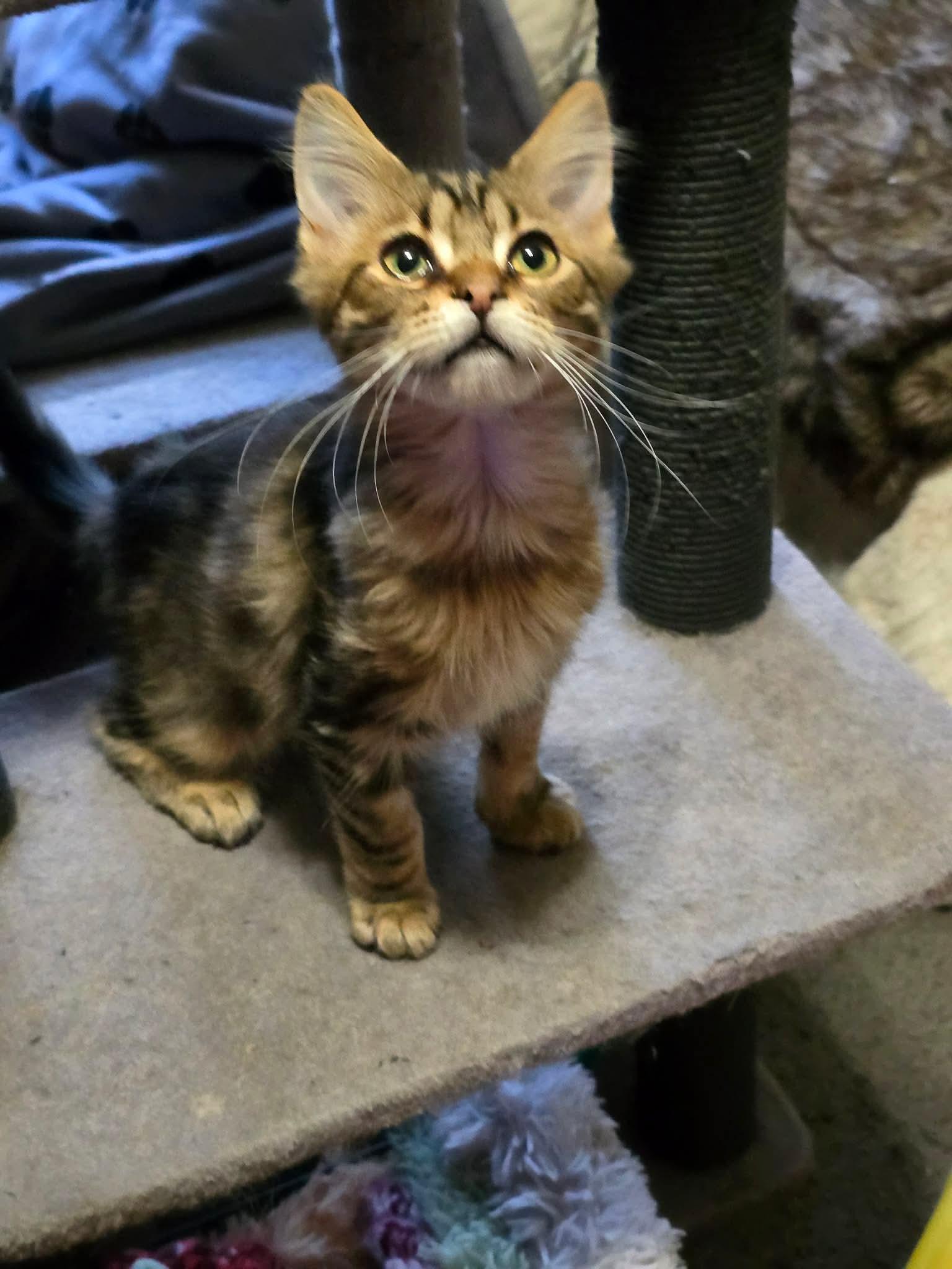 Enlarge Buford, a Adoptable Domestic Short Hair in hinckley, IL image 3/3